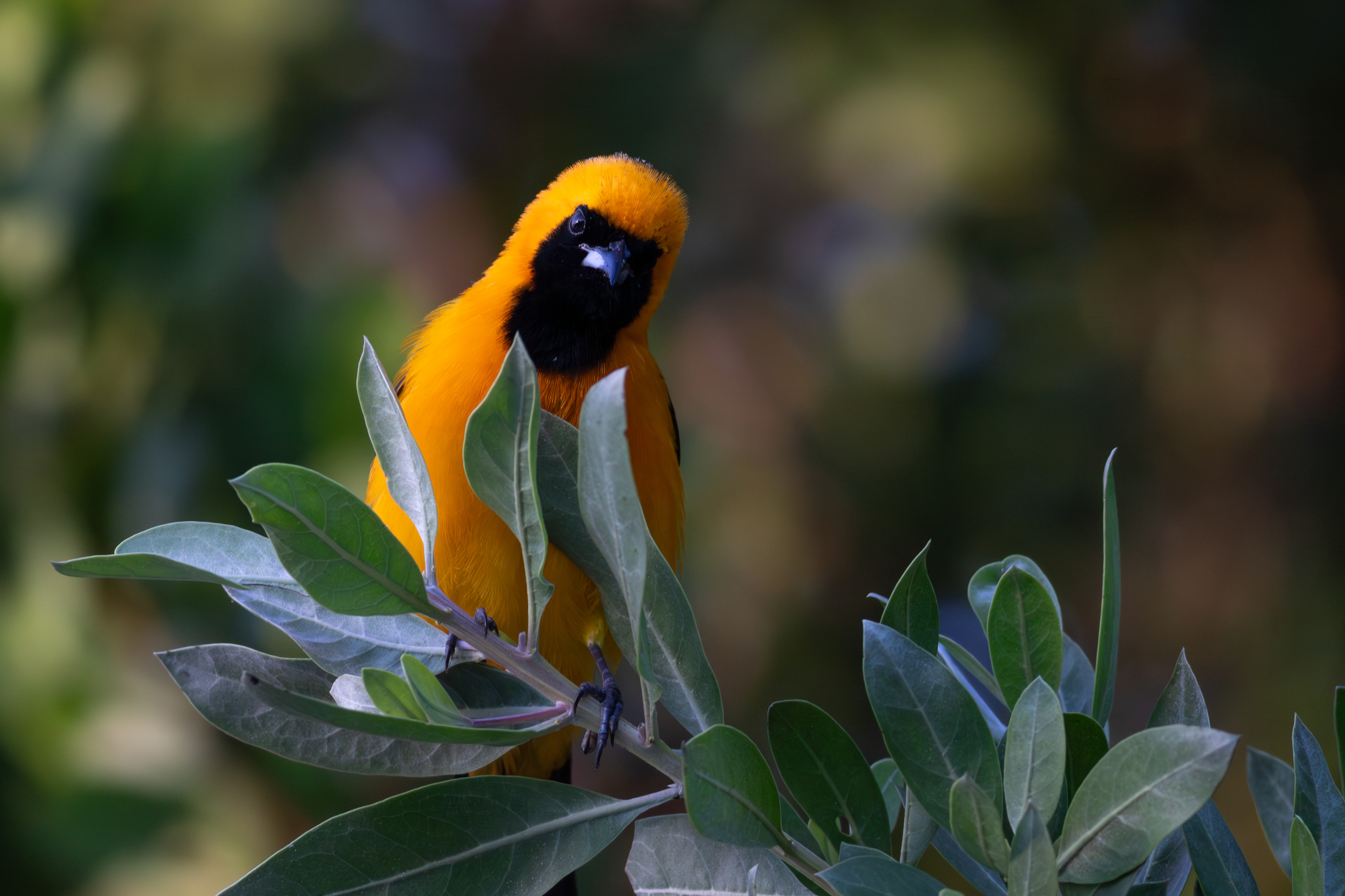 Orange Oriole - Quintana Roo