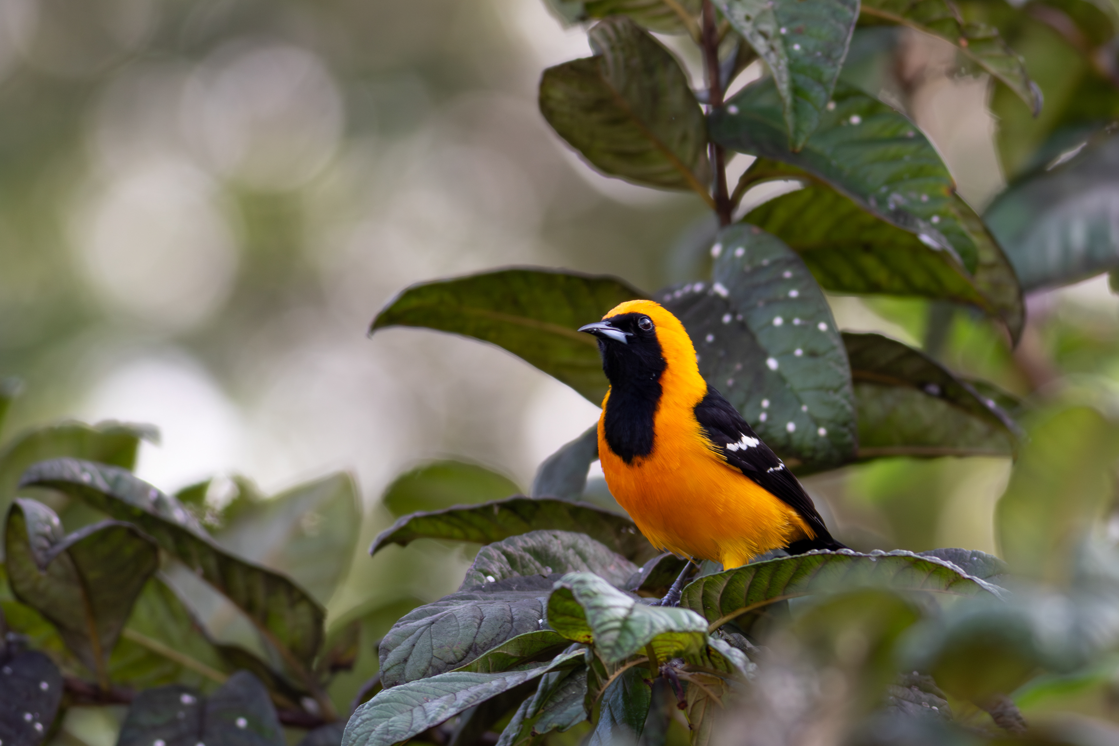 Orange Oriole - Quintana Roo