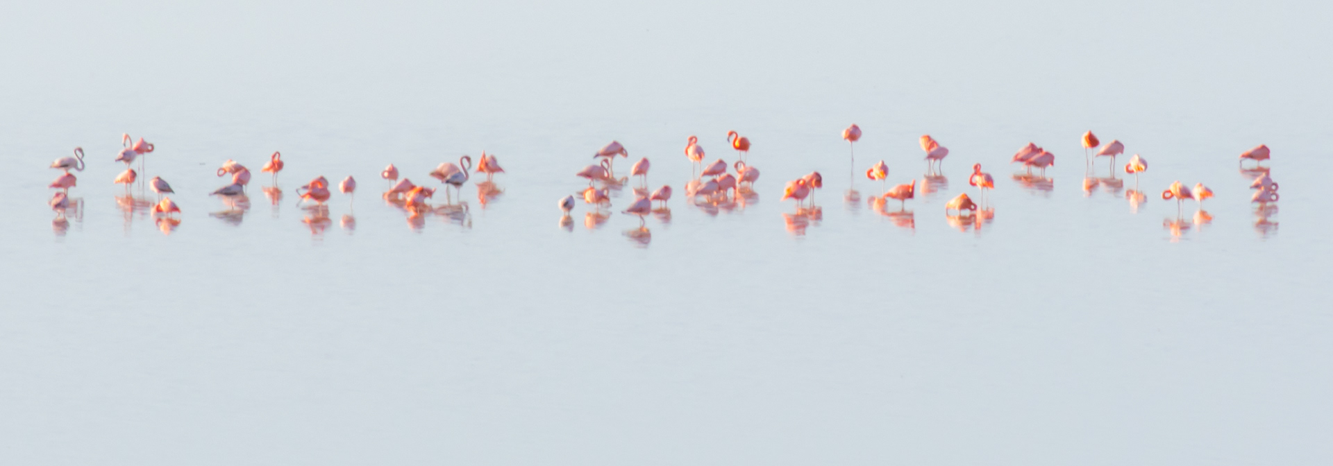 American Flamingo - Grand Turk