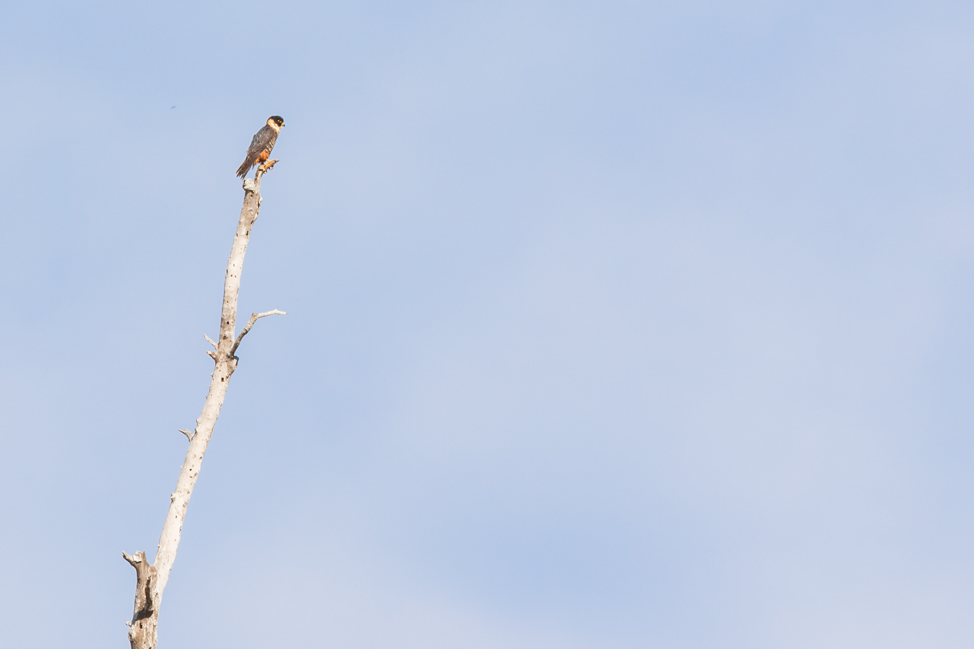Collared Forest Falcon - Nayarit