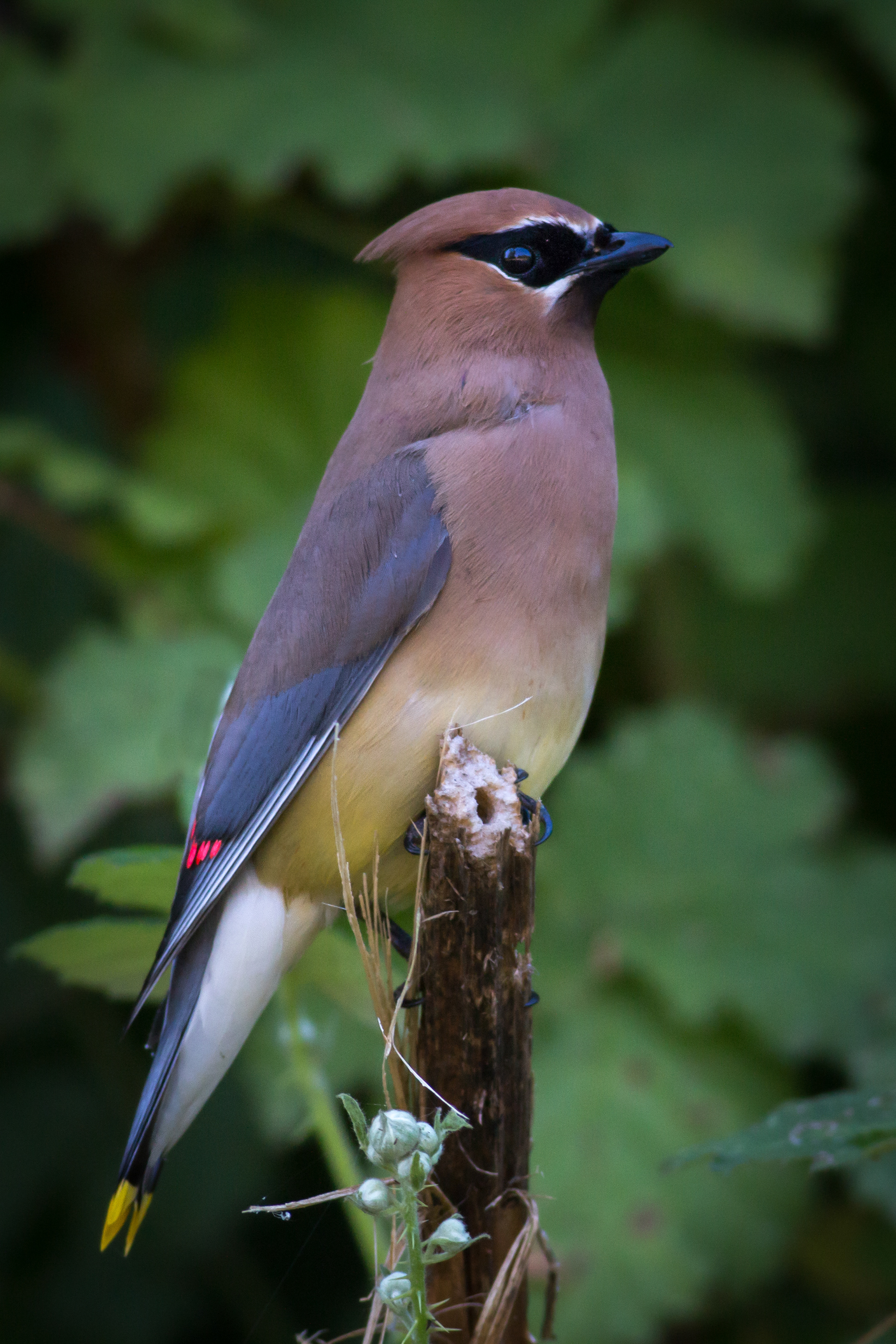 Cedar Waxwing