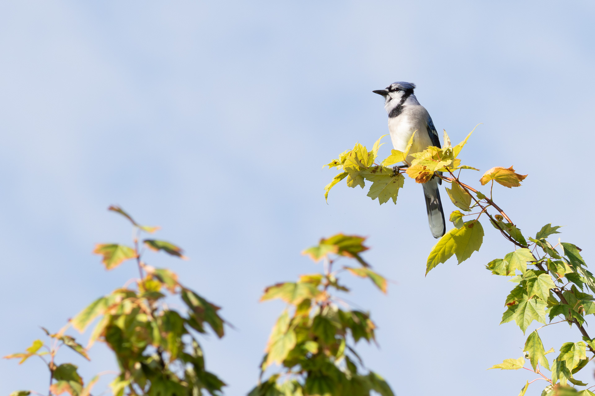 Blue Jay