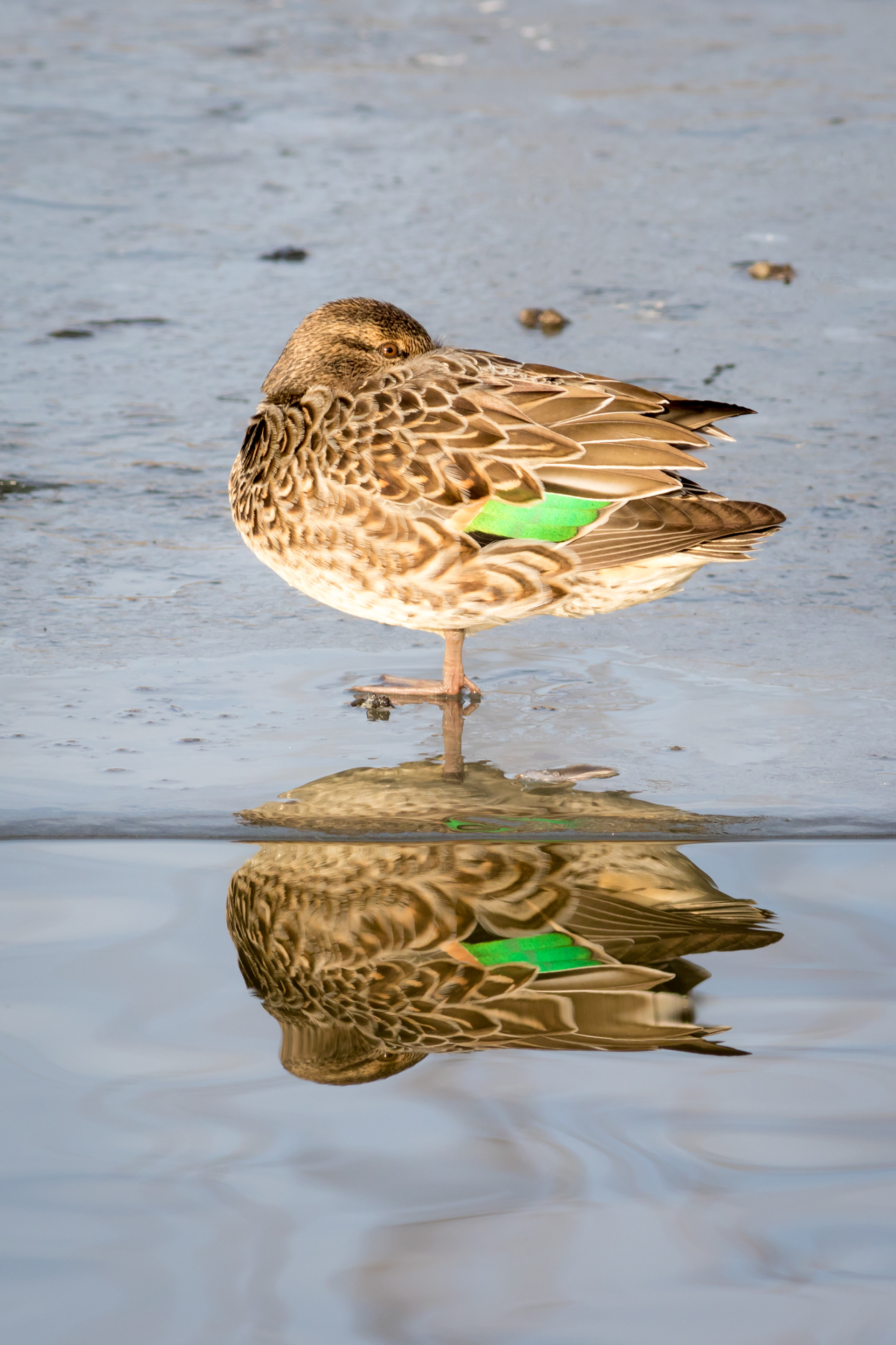 Green-winged Teal - female - BC