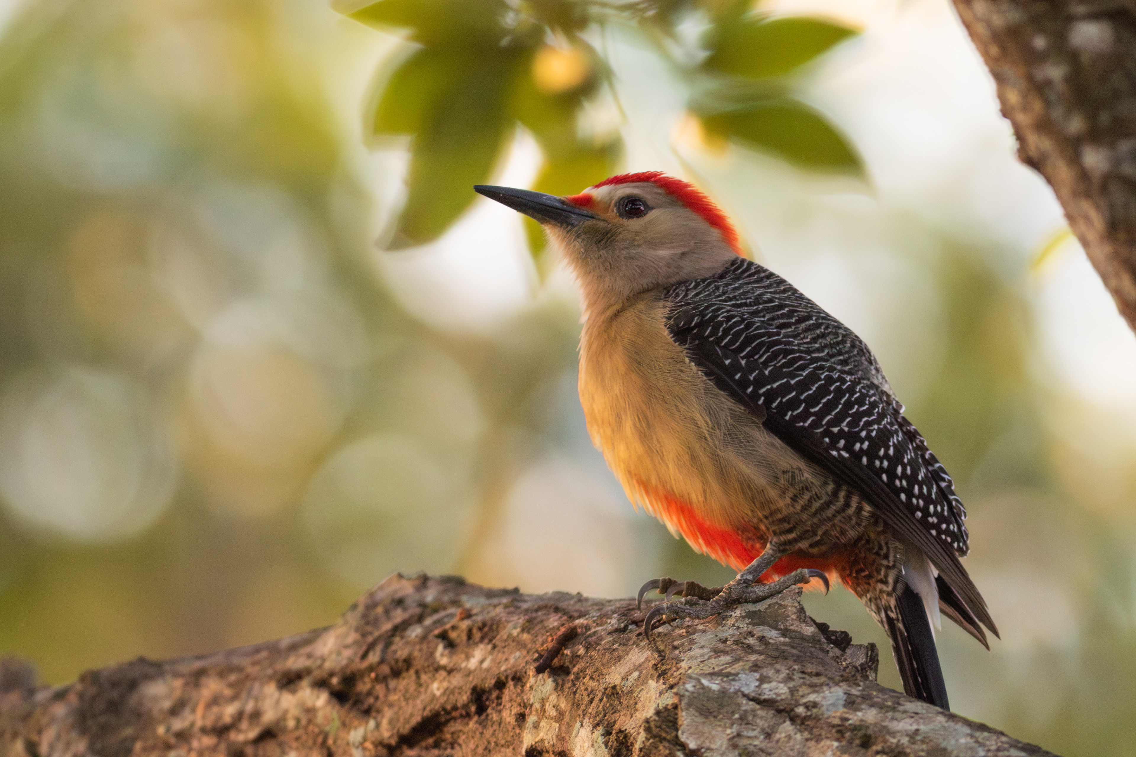 Golden-fronted Woodpecker