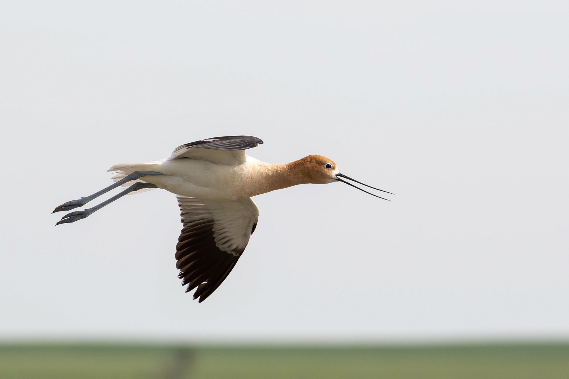 American Avocet - Saskatchewan