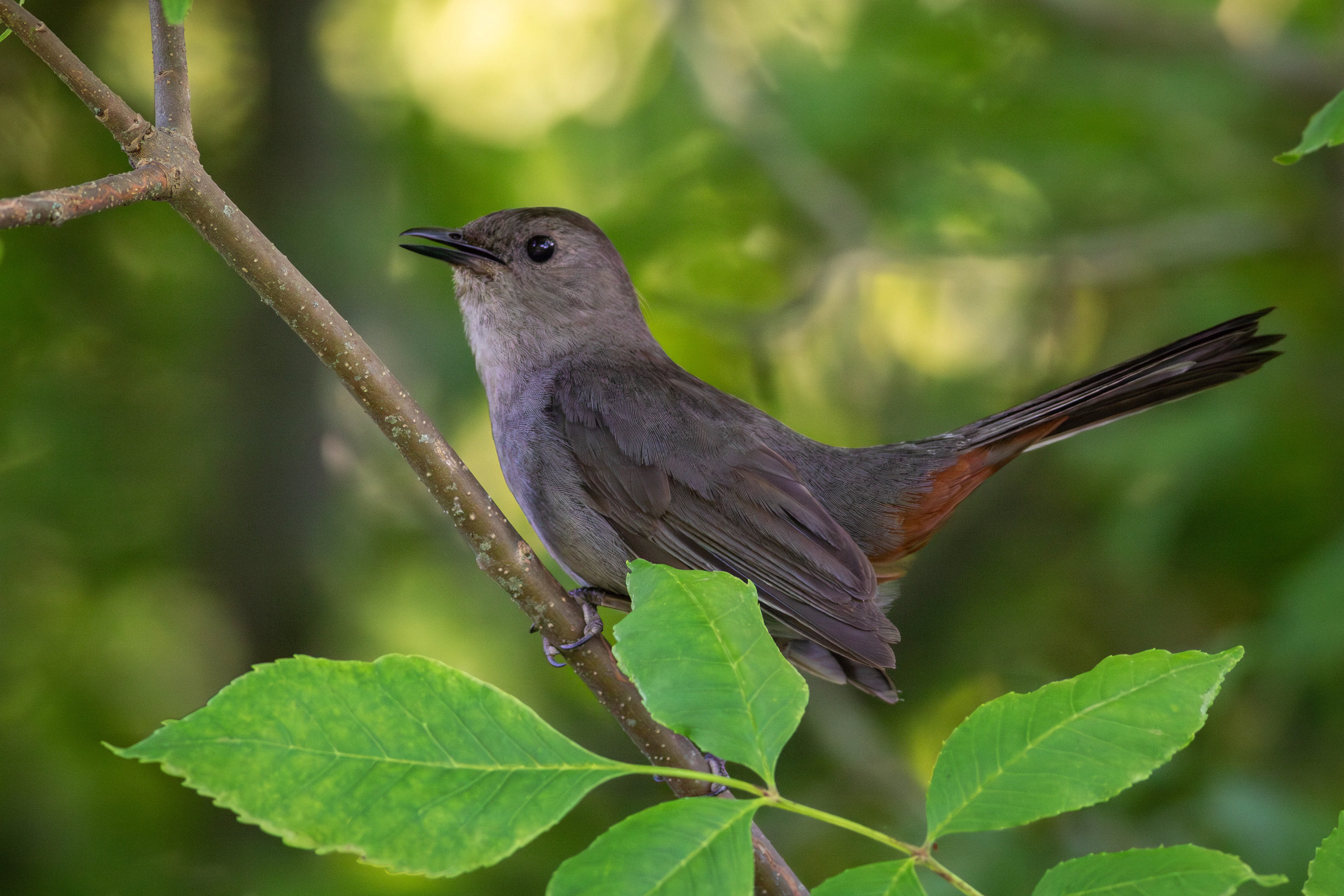 Gray Catbird - Wisconsin