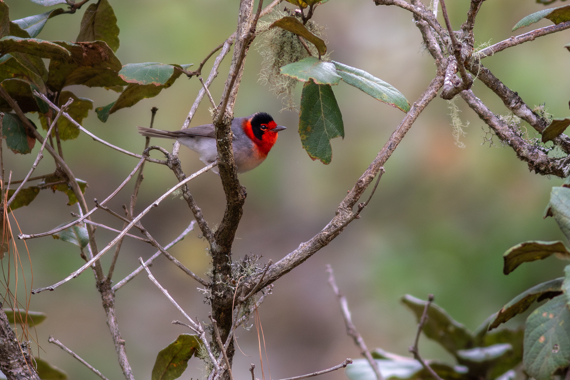 Red-faced Warbler - Jalisco