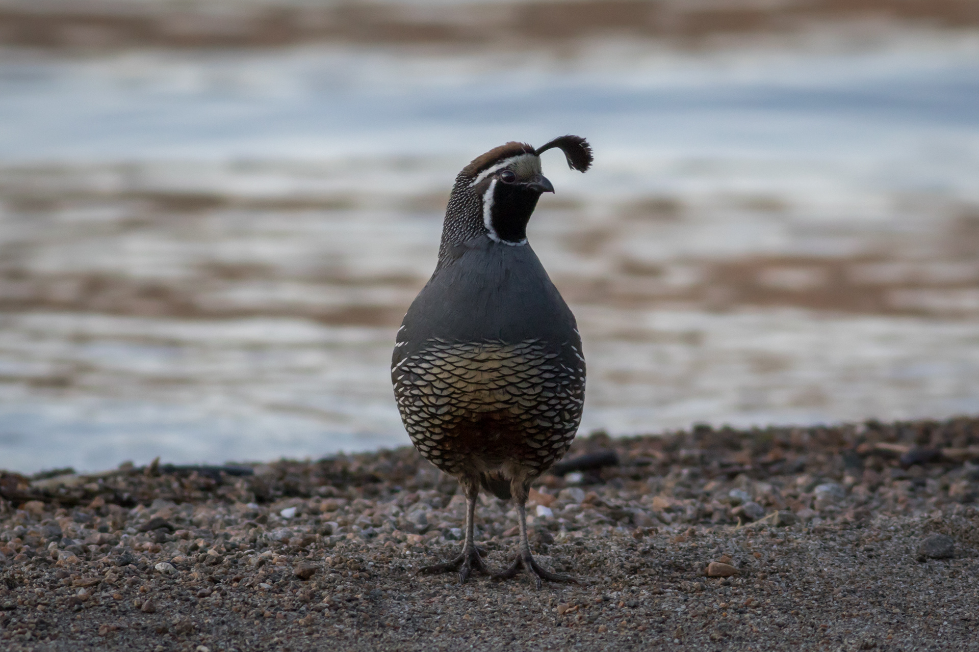 California Quail, male - BC