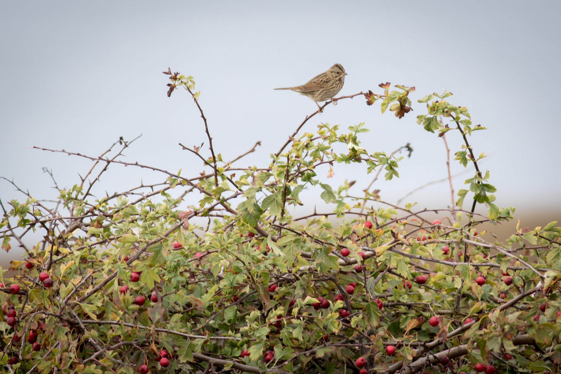 Lincoln's Sparrow - Washington