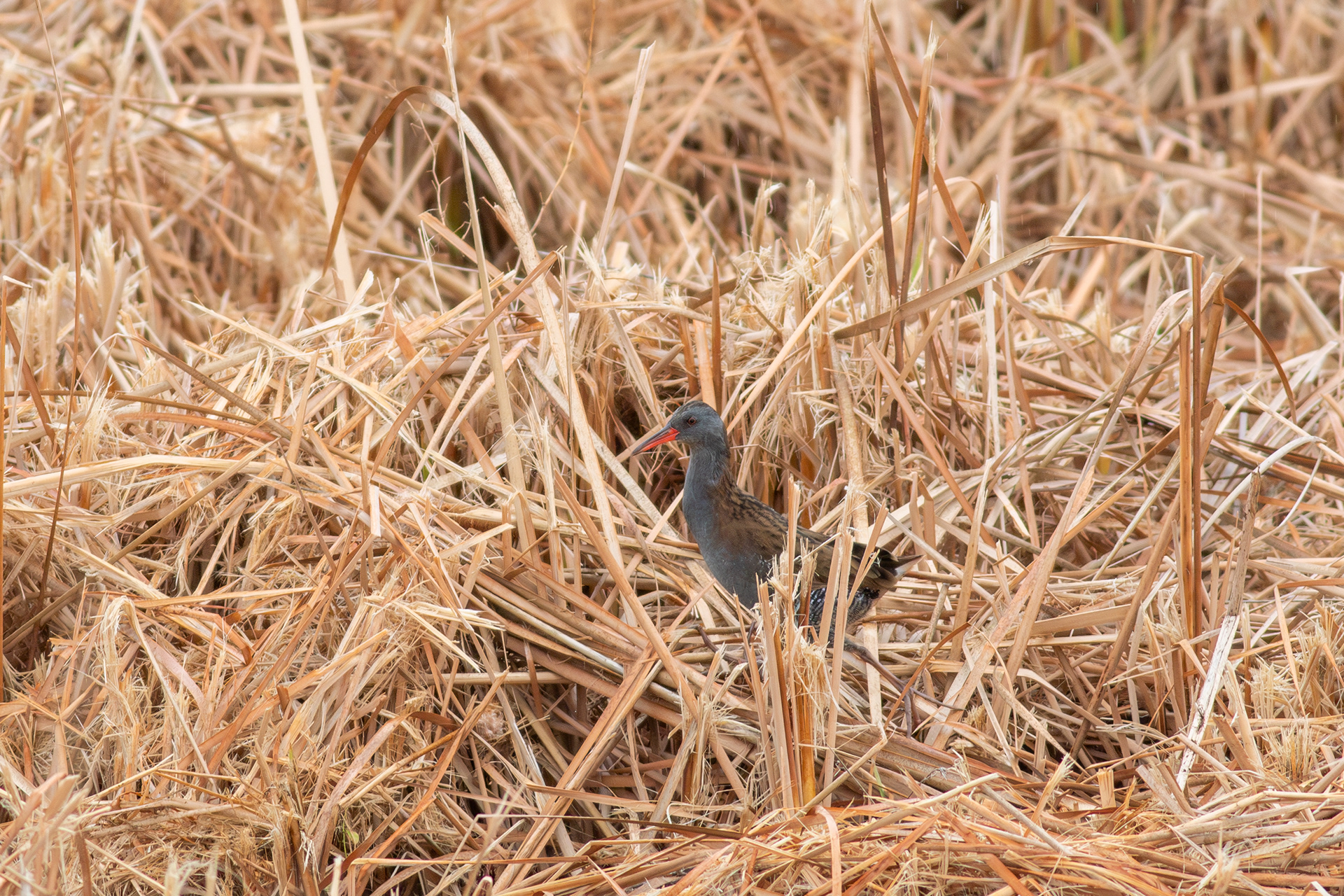 Water Rail