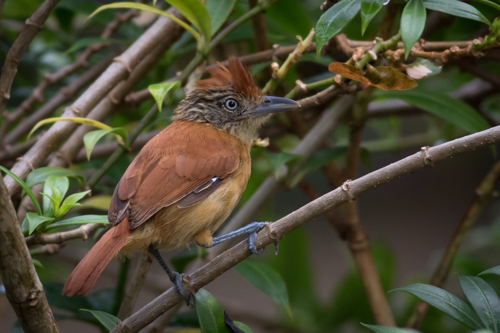Barred Antshrike - female