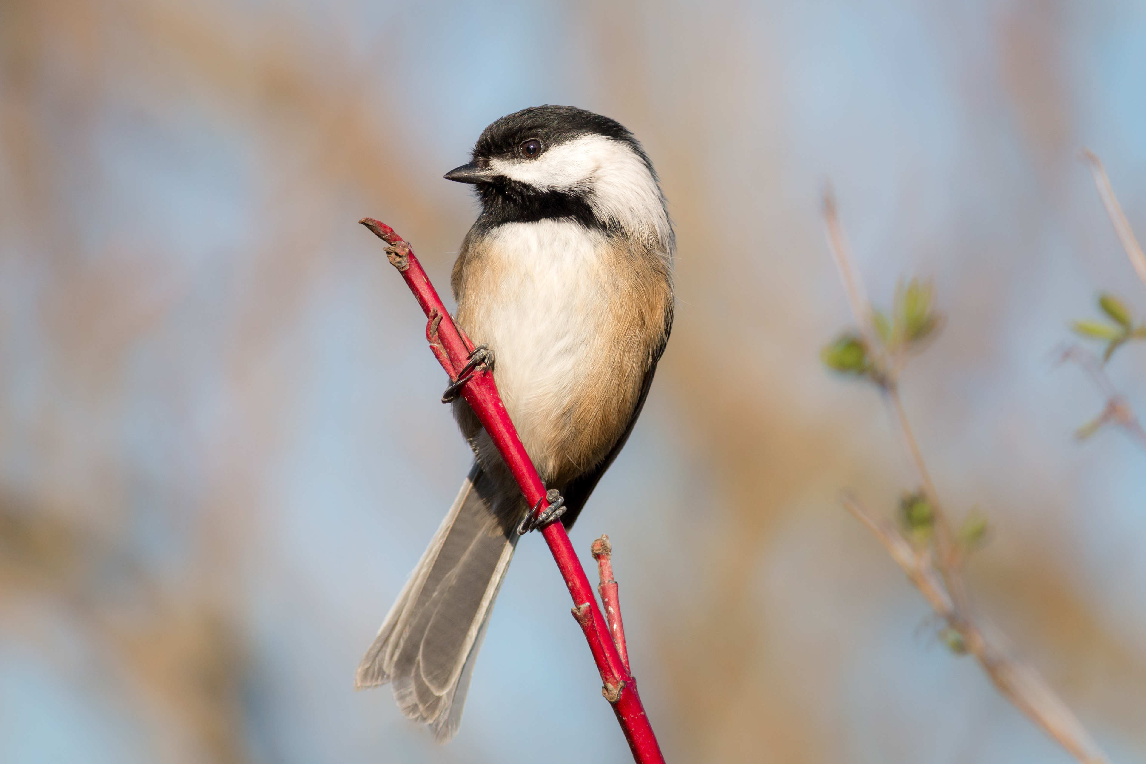 Black-capped Chickadee - BC