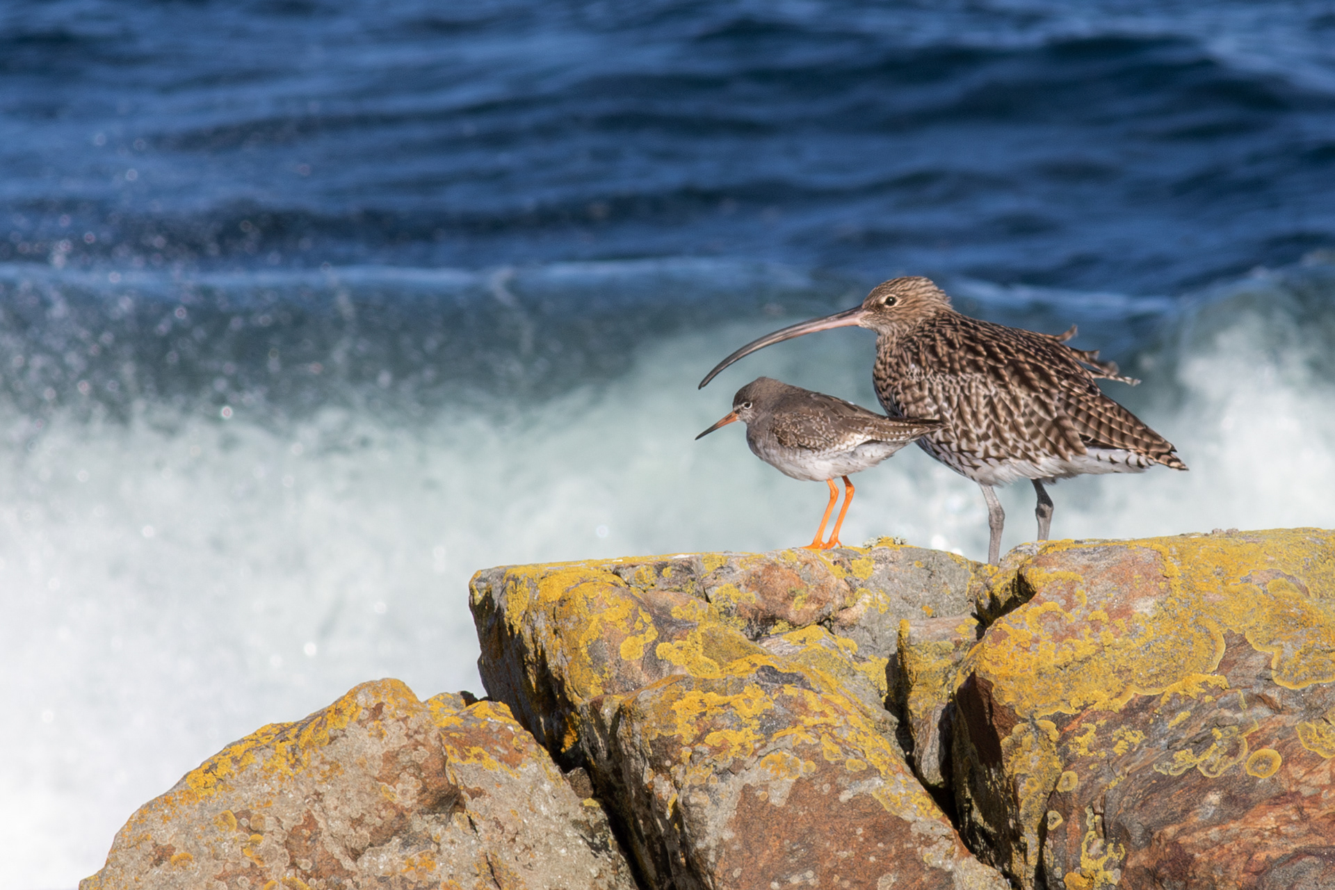 Common Redshank and Eurasian Curlew