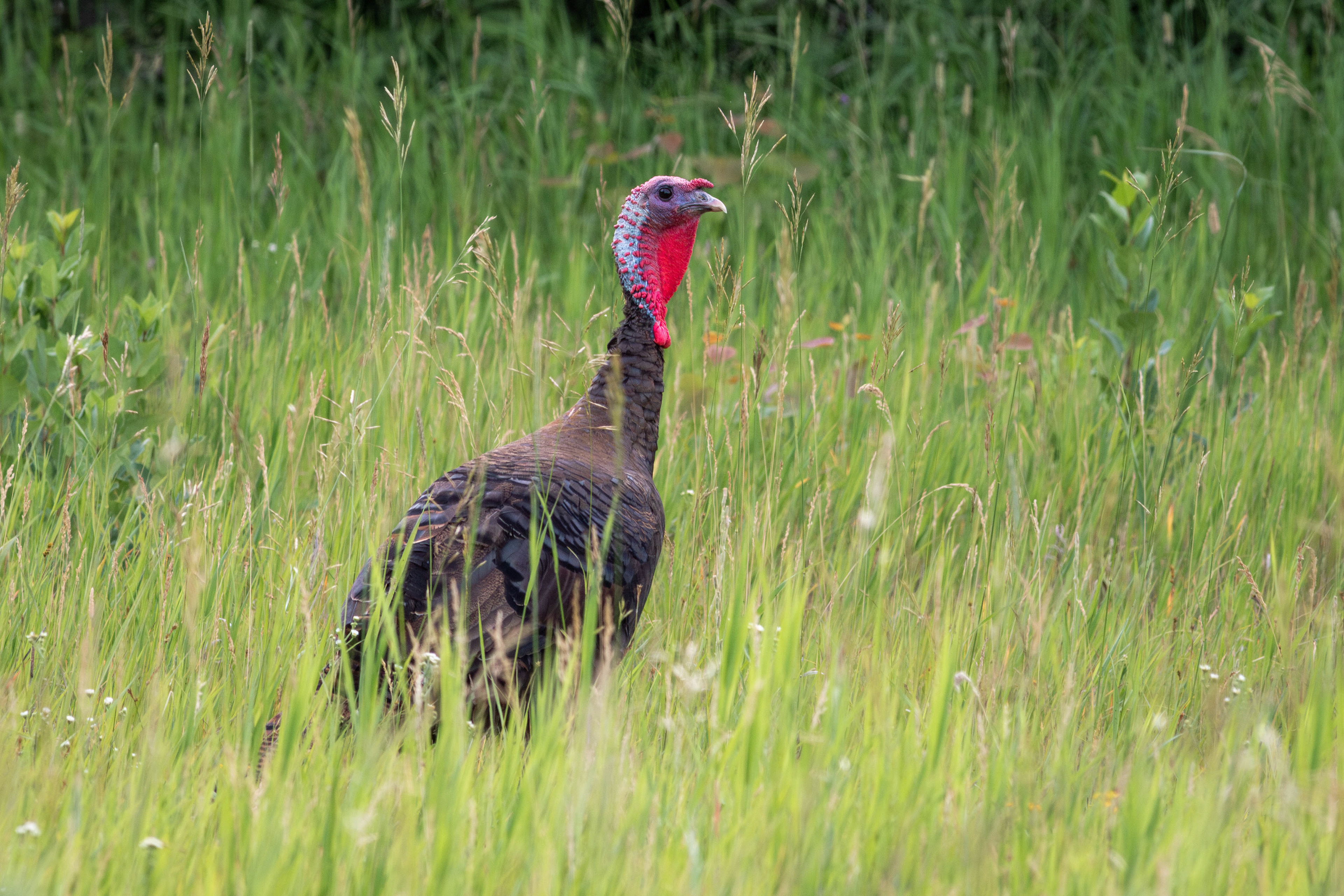 Wild Turkey, male - Manitoba