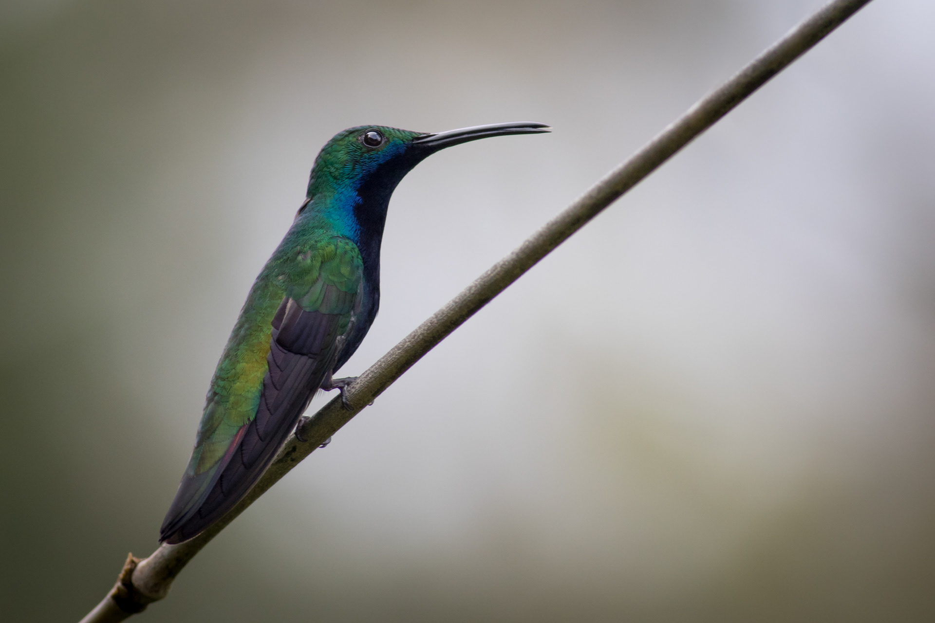 Black-throated Mango - male