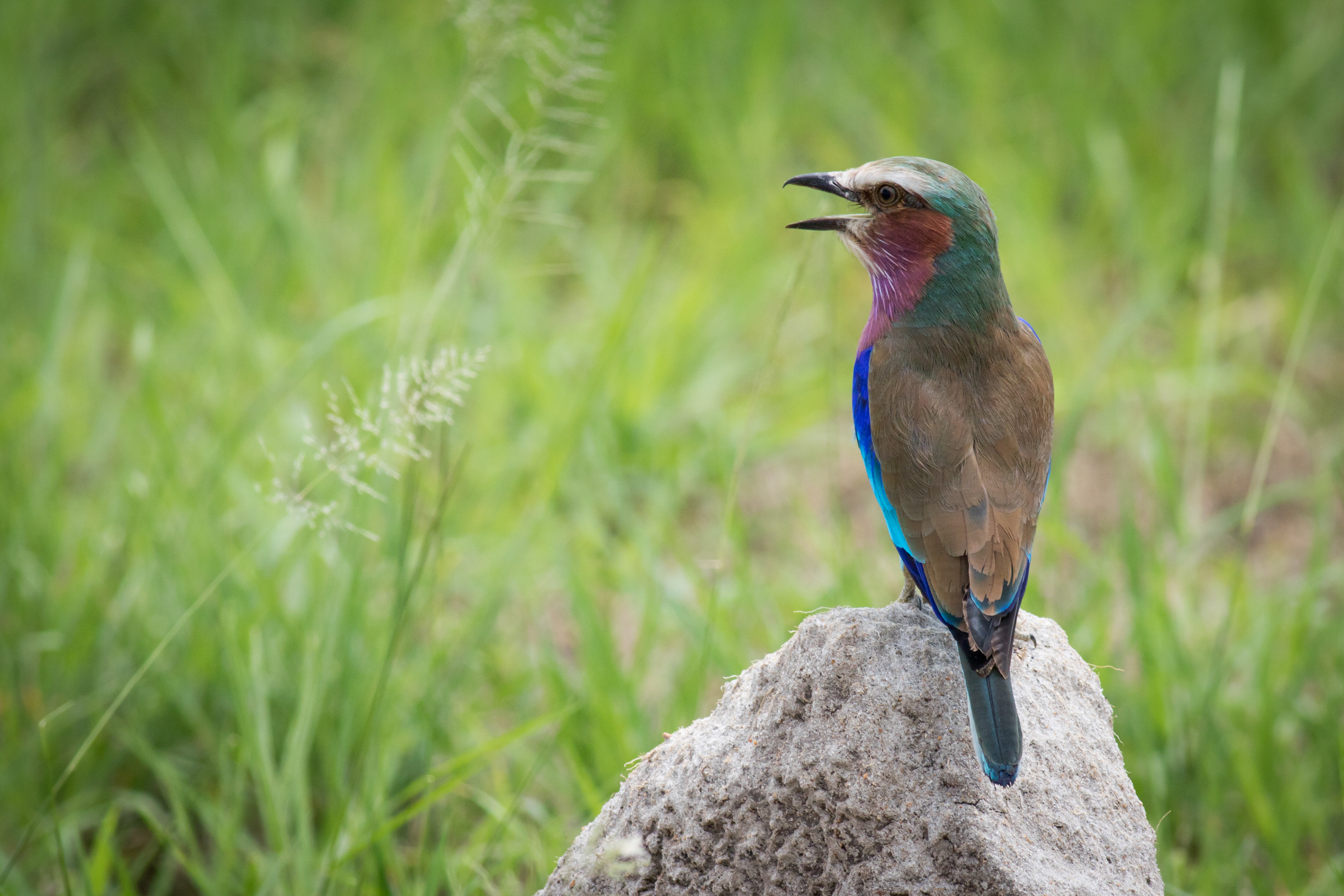 Lilac-breasted Roller