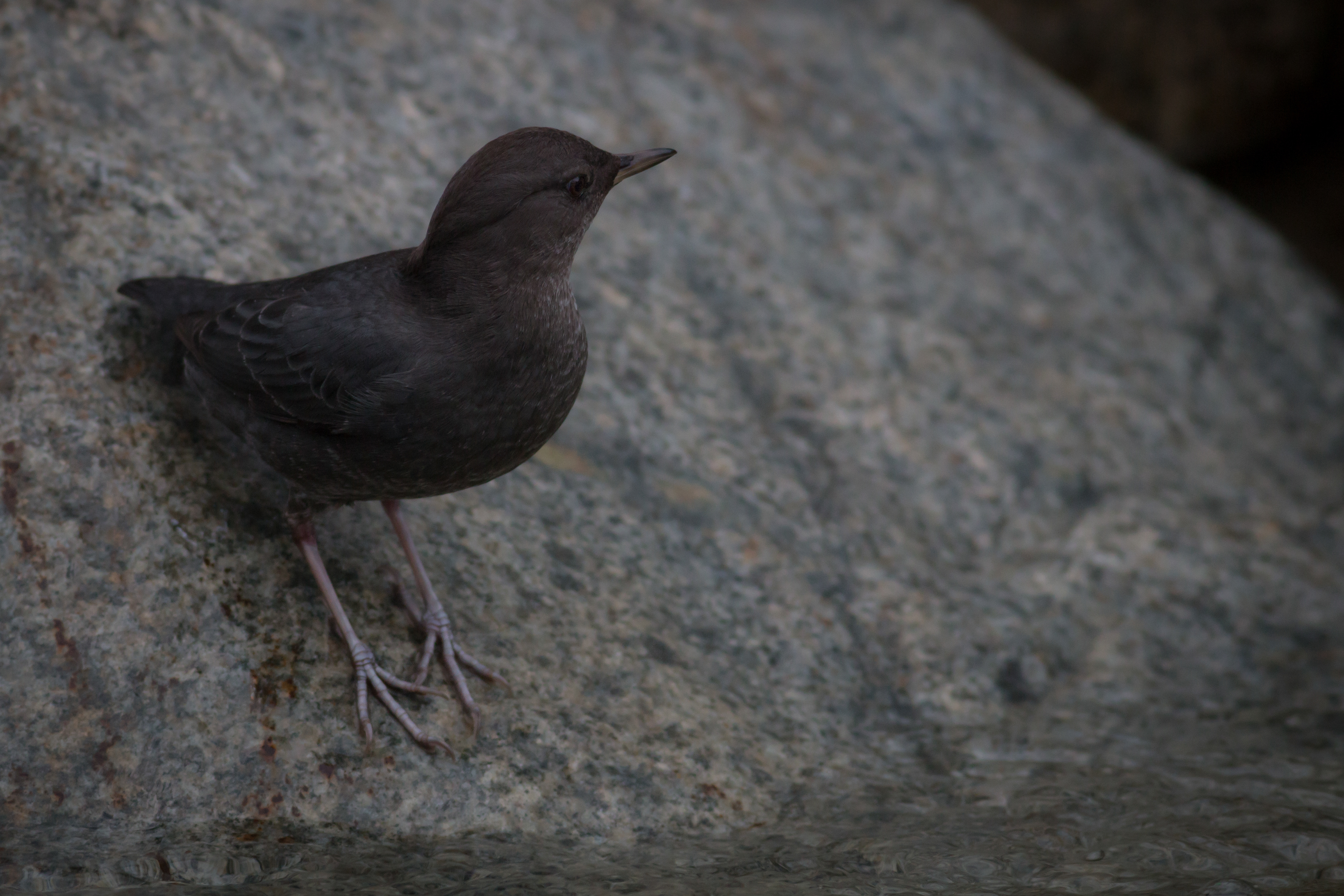American Dipper