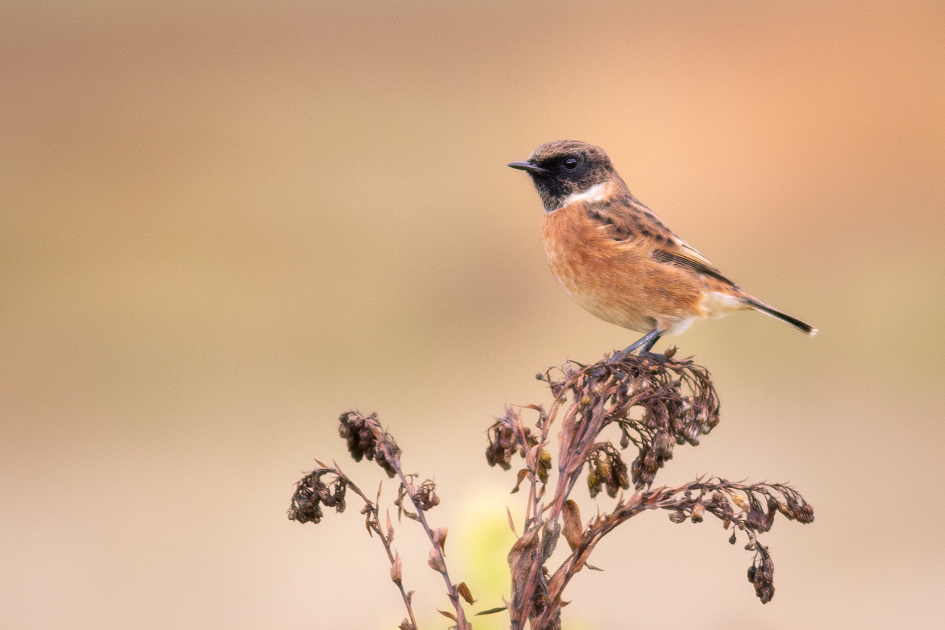 European Stonechat