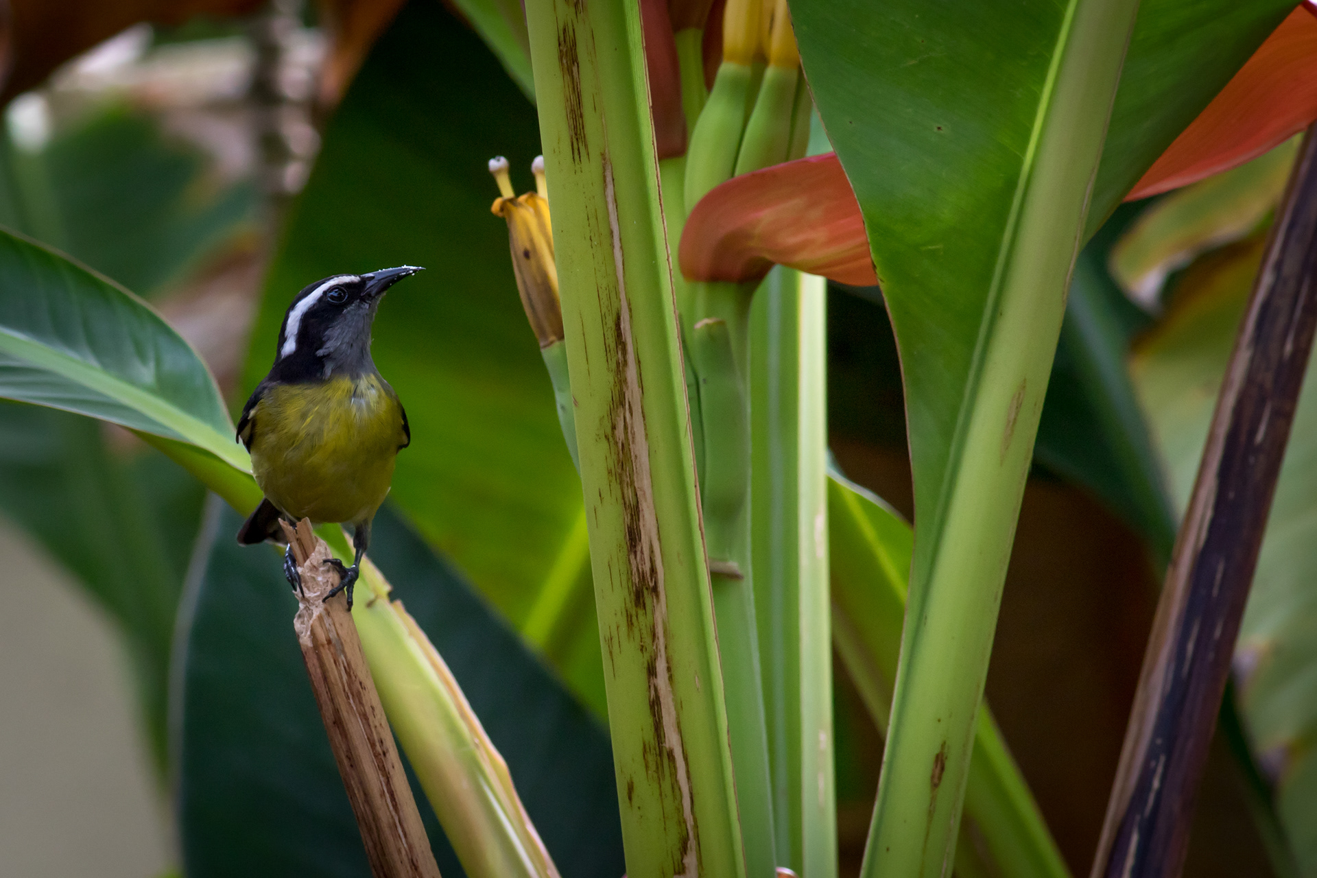 Bananaquit
