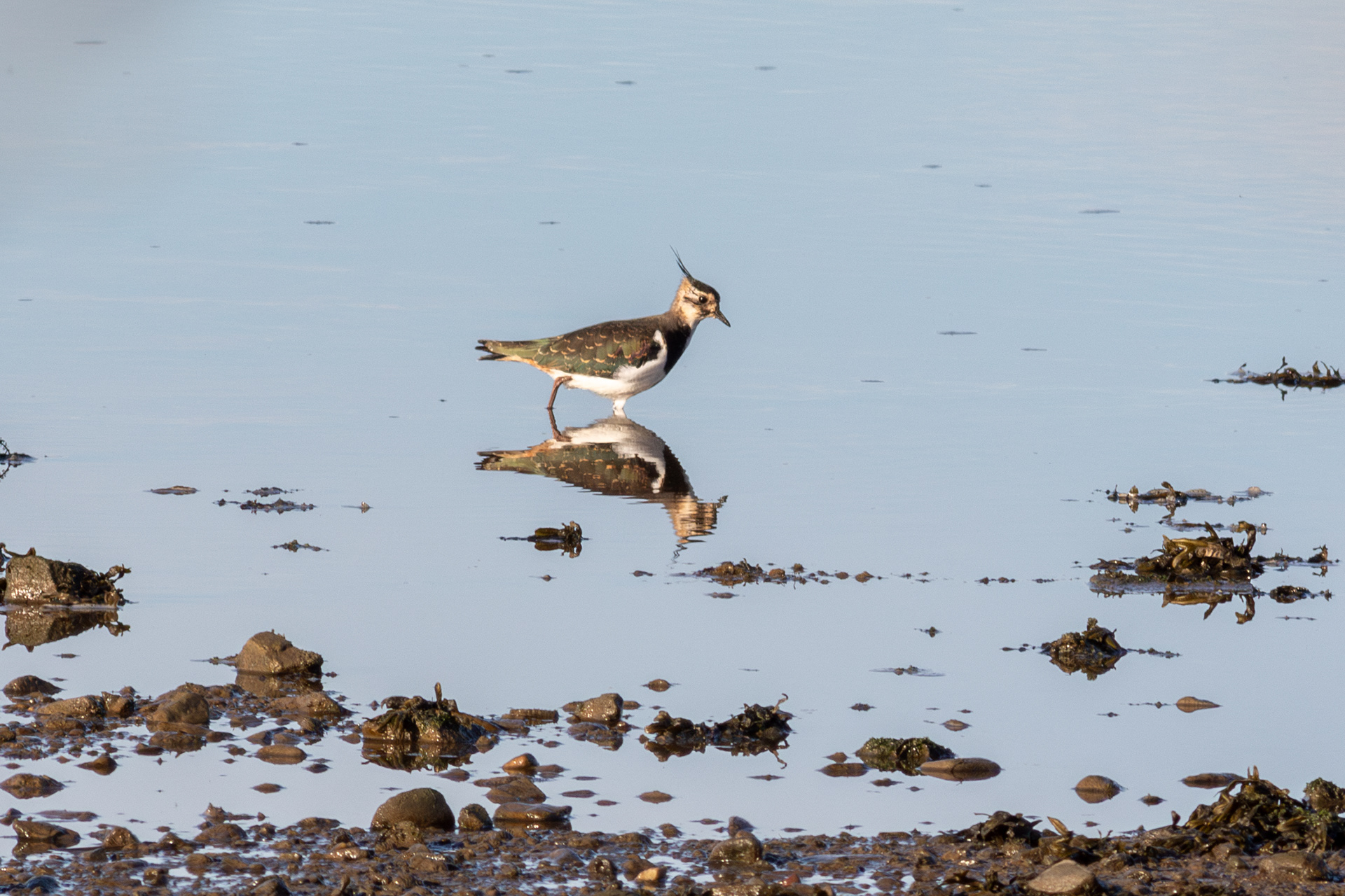 Northern Lapwing