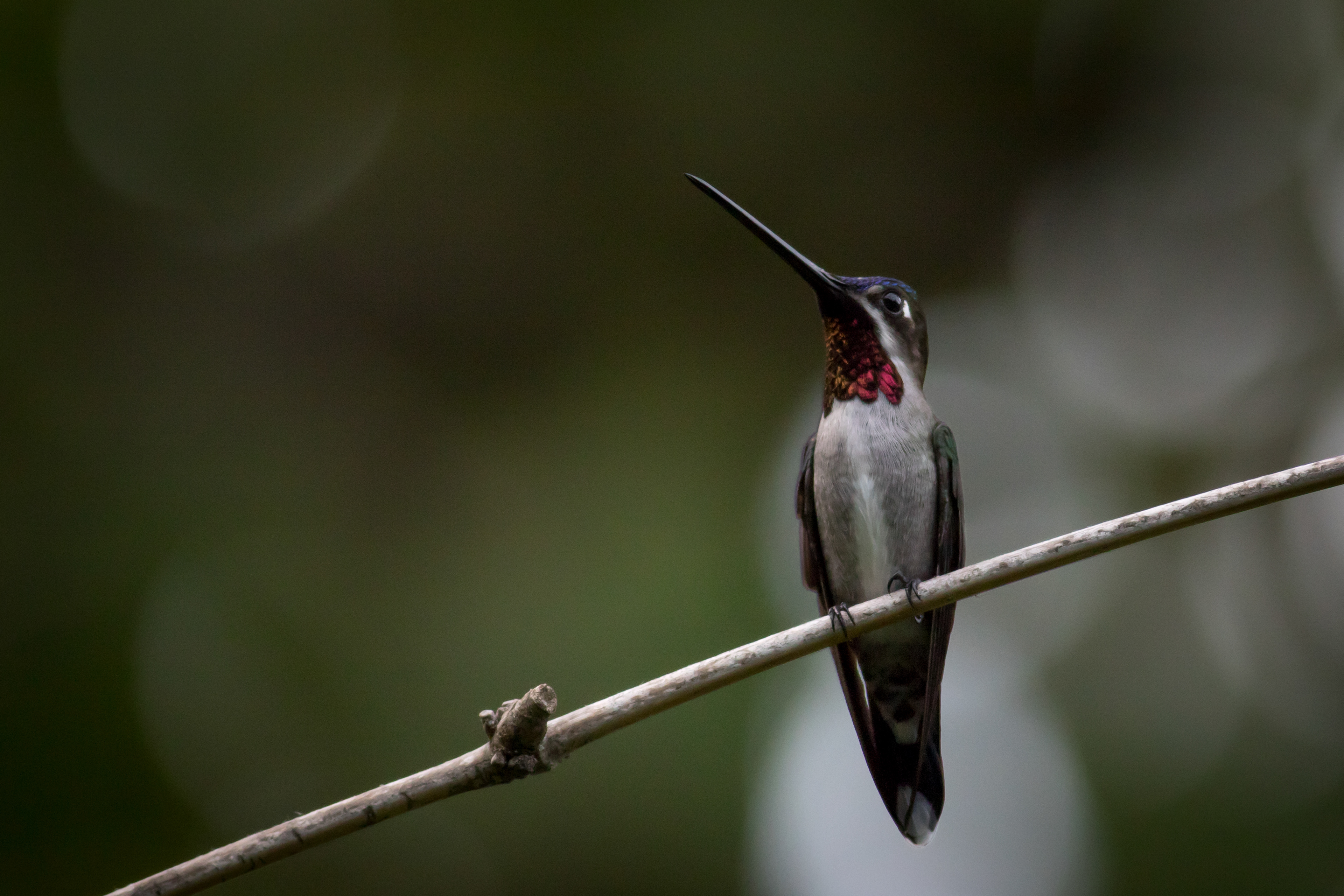 Long-billed Starthroat