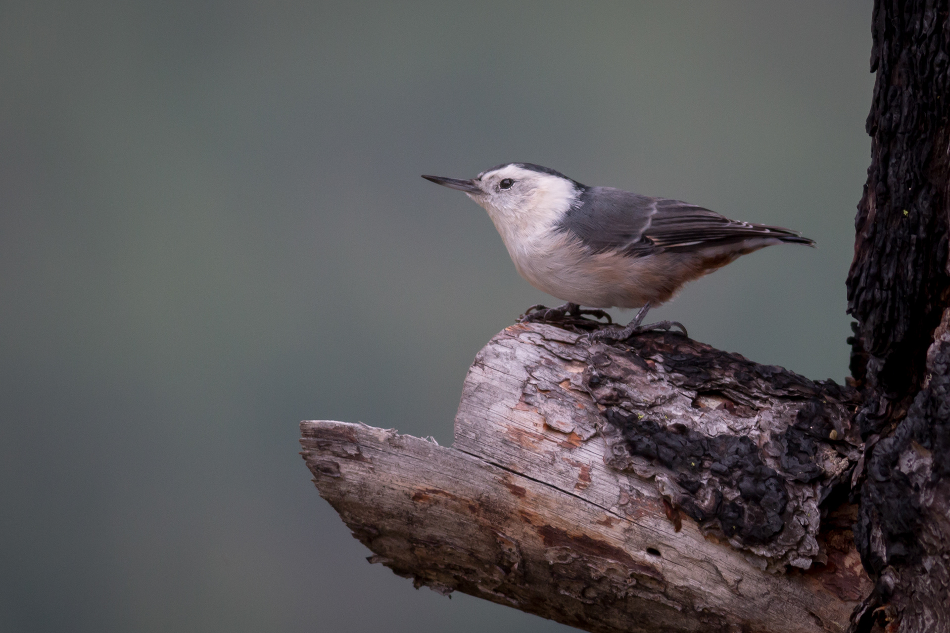 White-breasted Nuthatch - BC