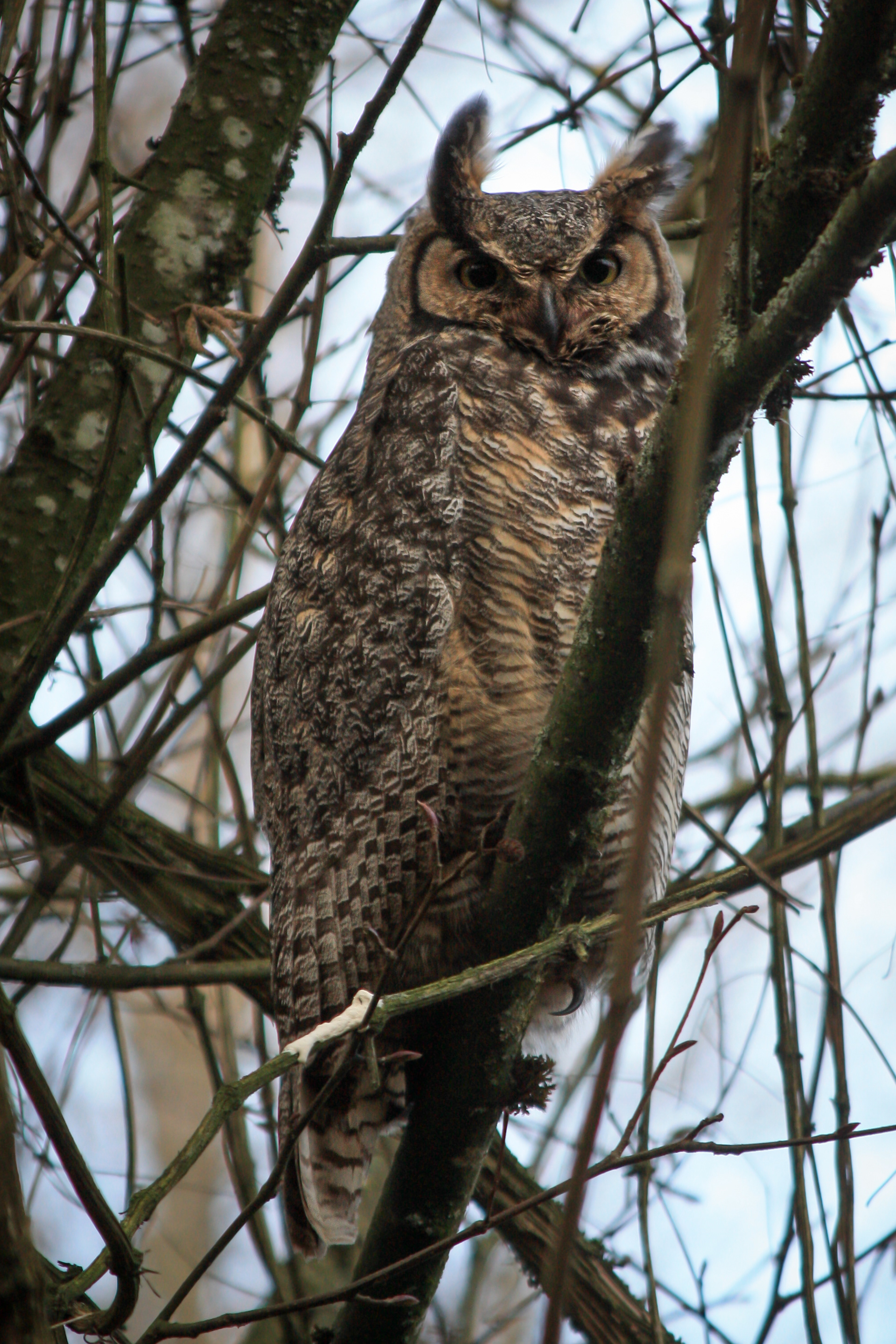 Great-horned Owl - BC