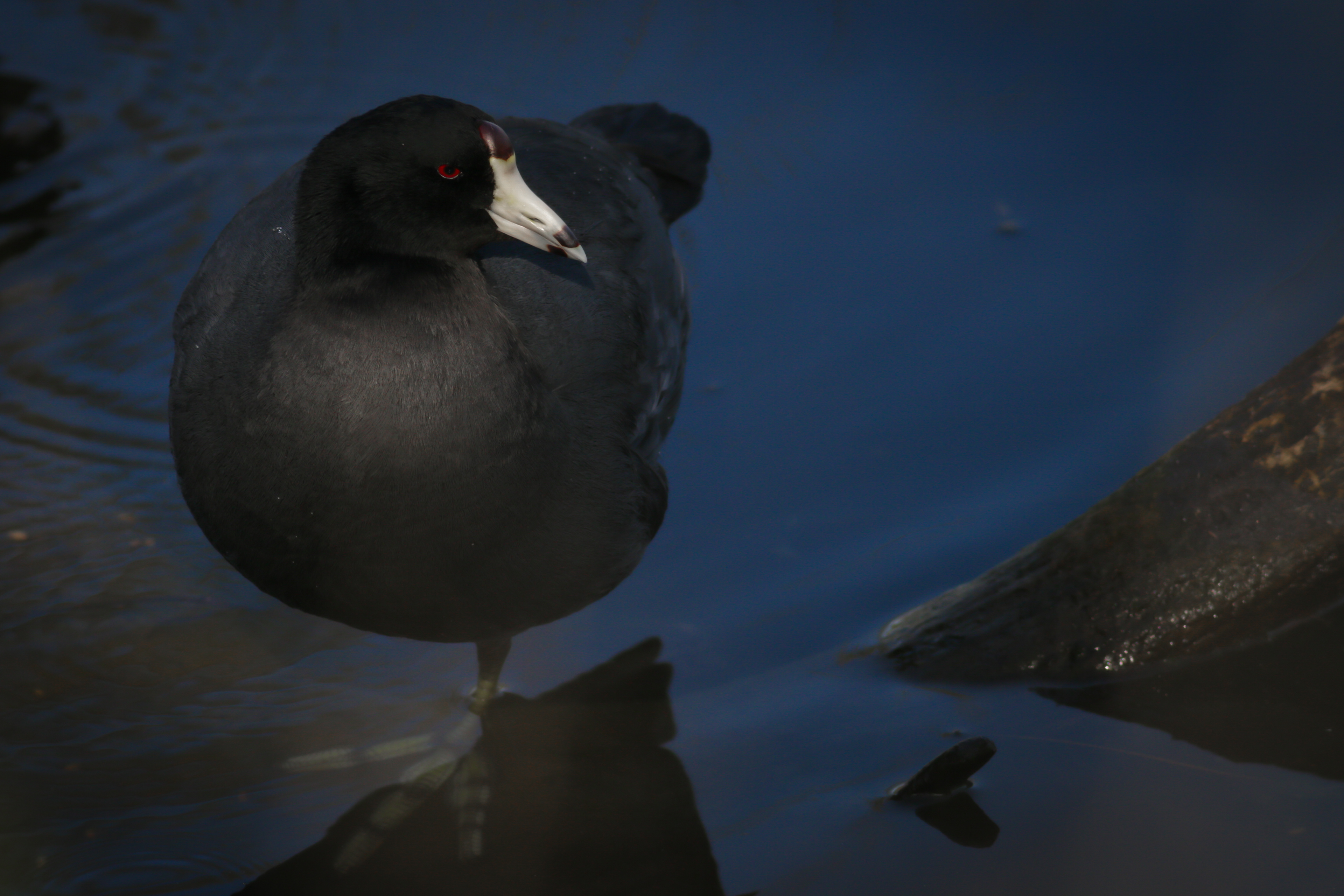 American Coot - BC