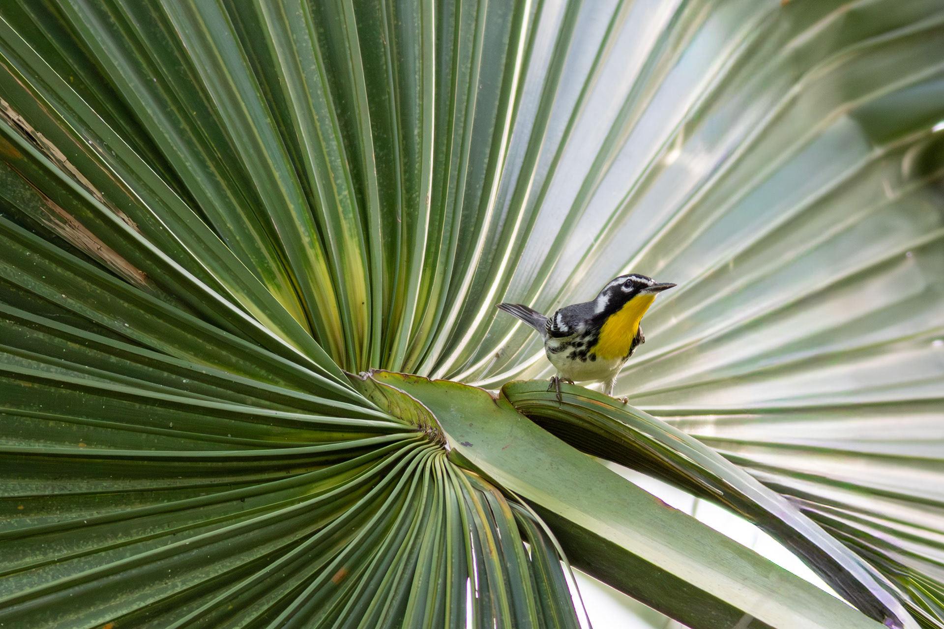 Yellow-throated Warbler