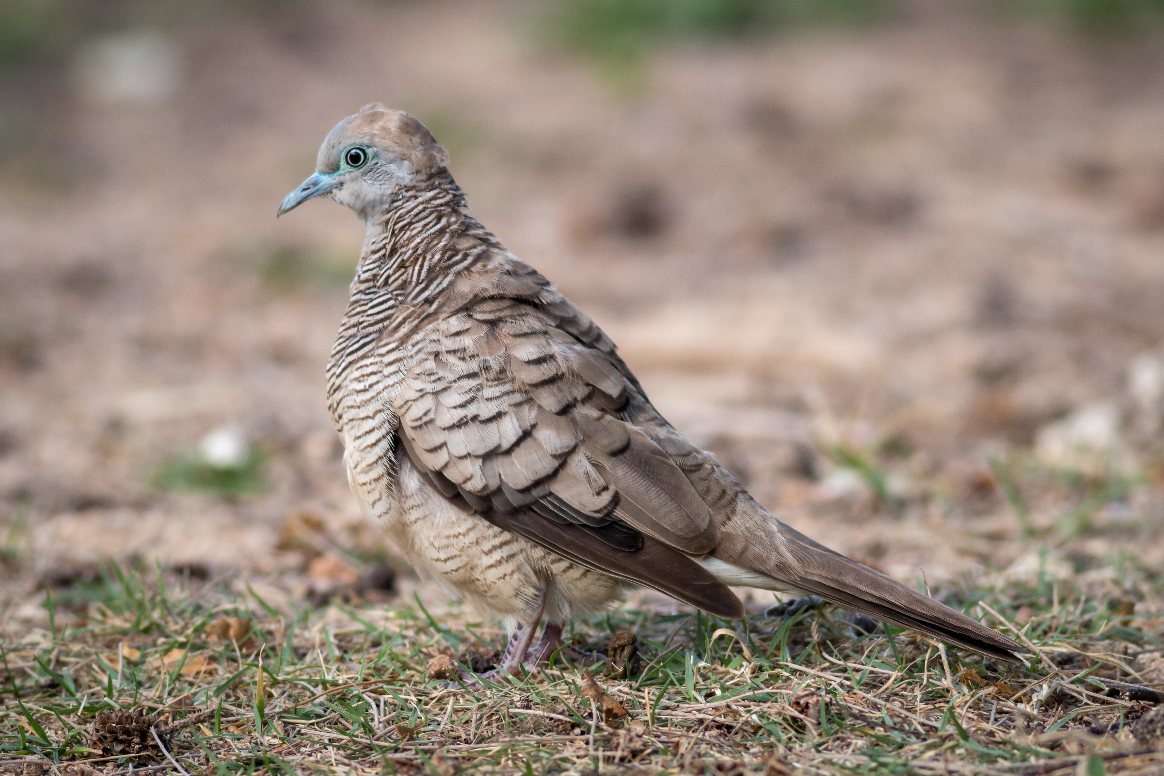 Zebra Dove