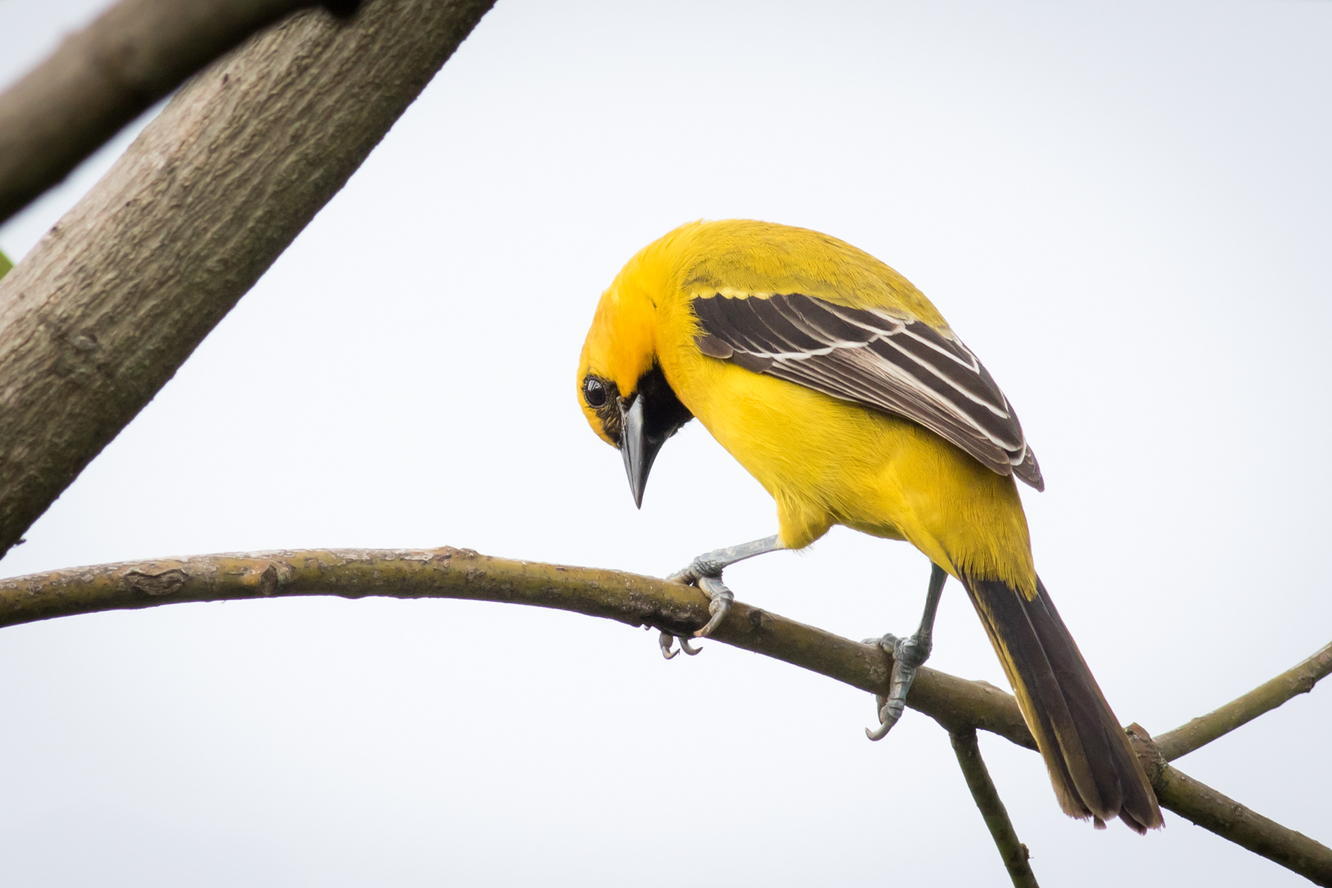 Yellow Oriole