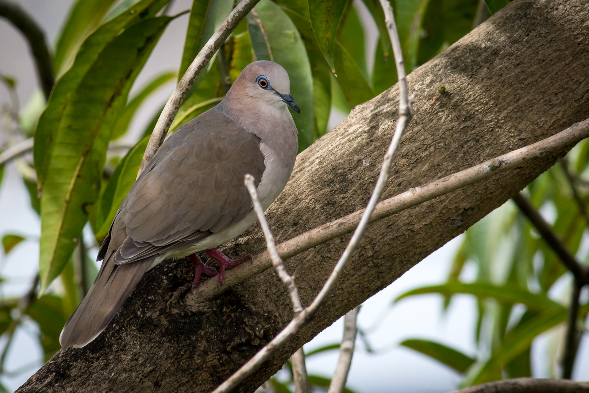 White-tipped Dove