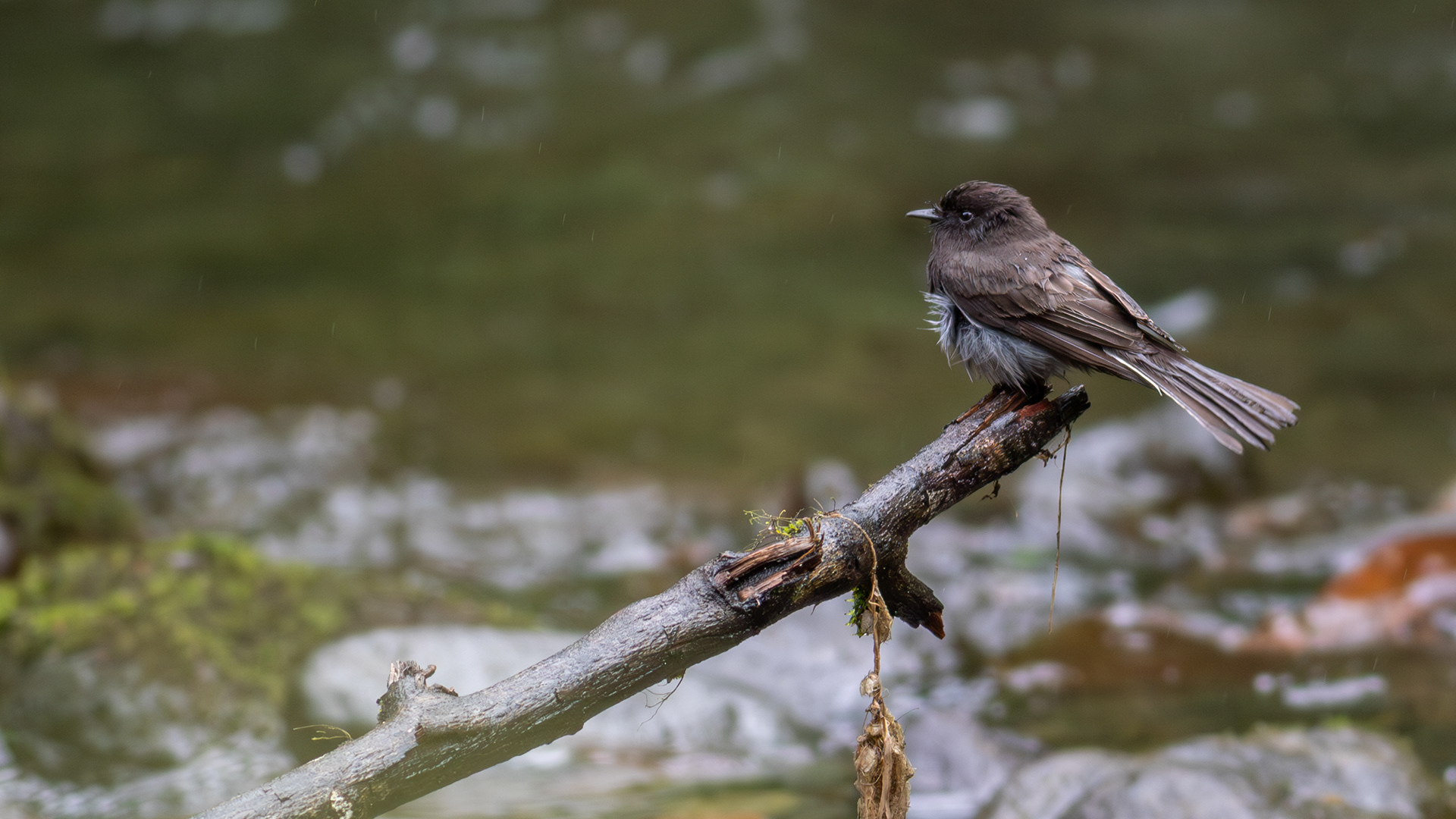 Black Phoebe -Aranal Observatory