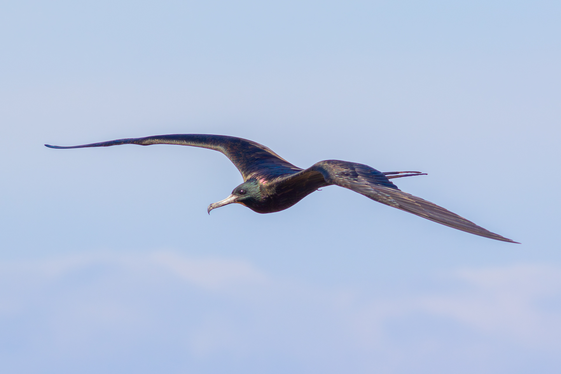 Magnificent Frigatebird, female - Nayarit