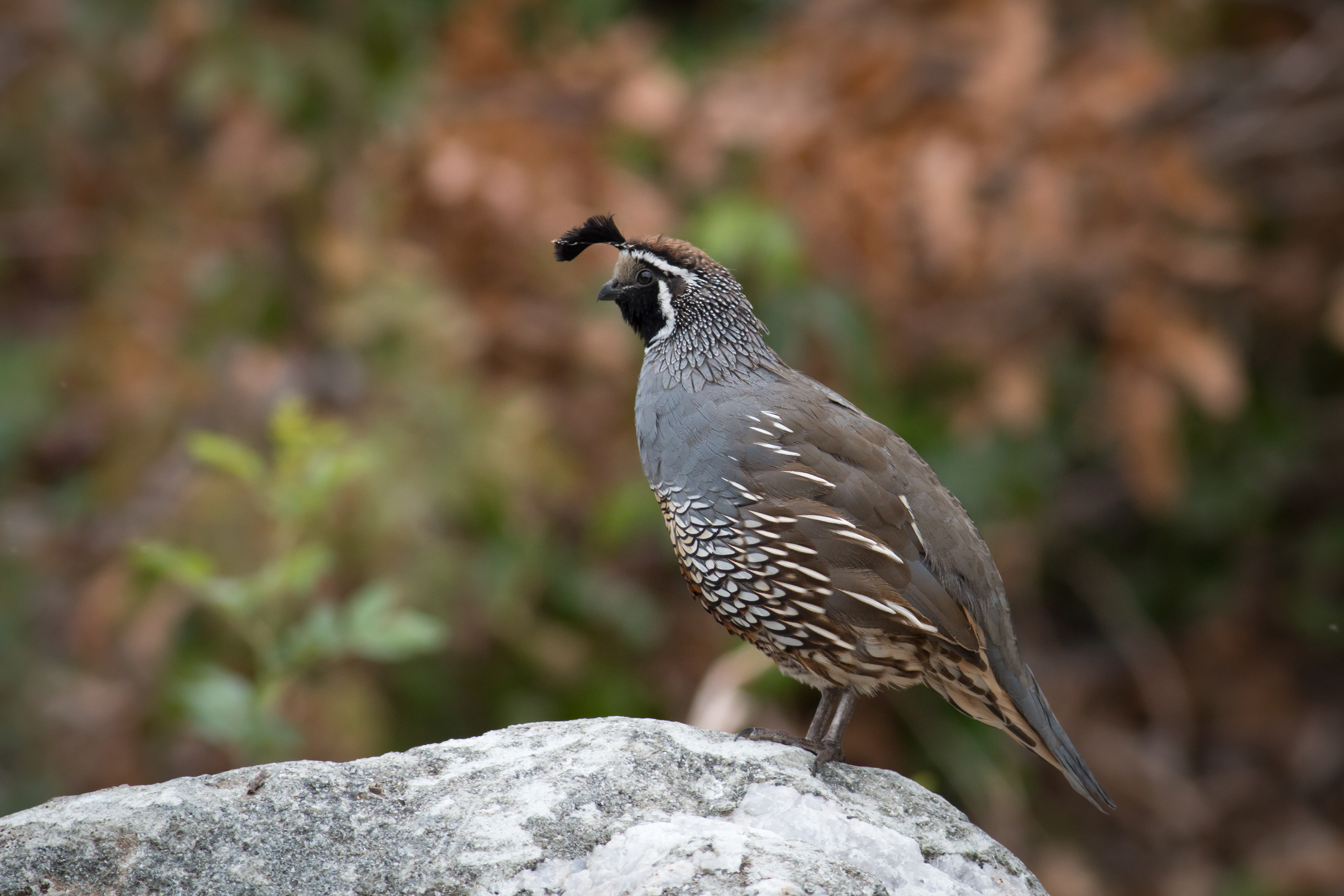 California Quail - male - BC