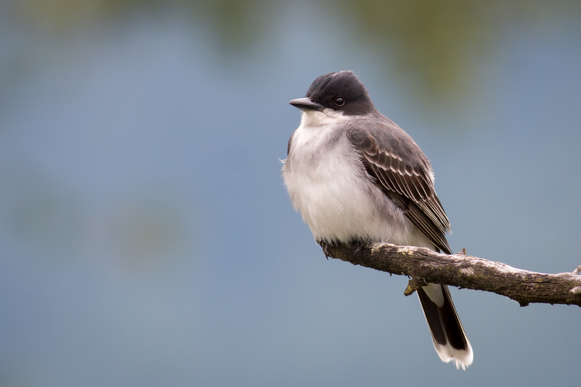 Eastern Kingbird - BC