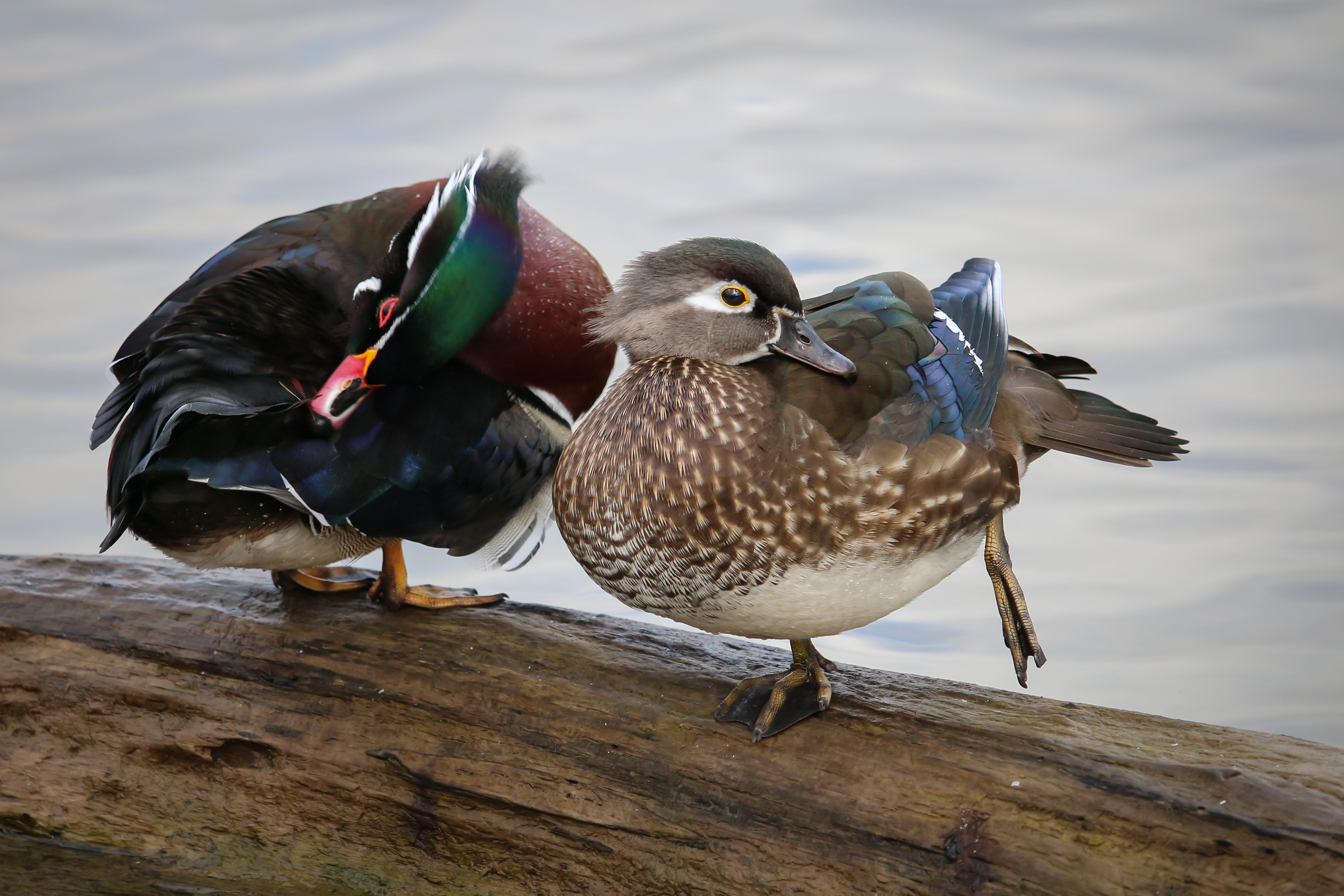 Wood ducks - BC