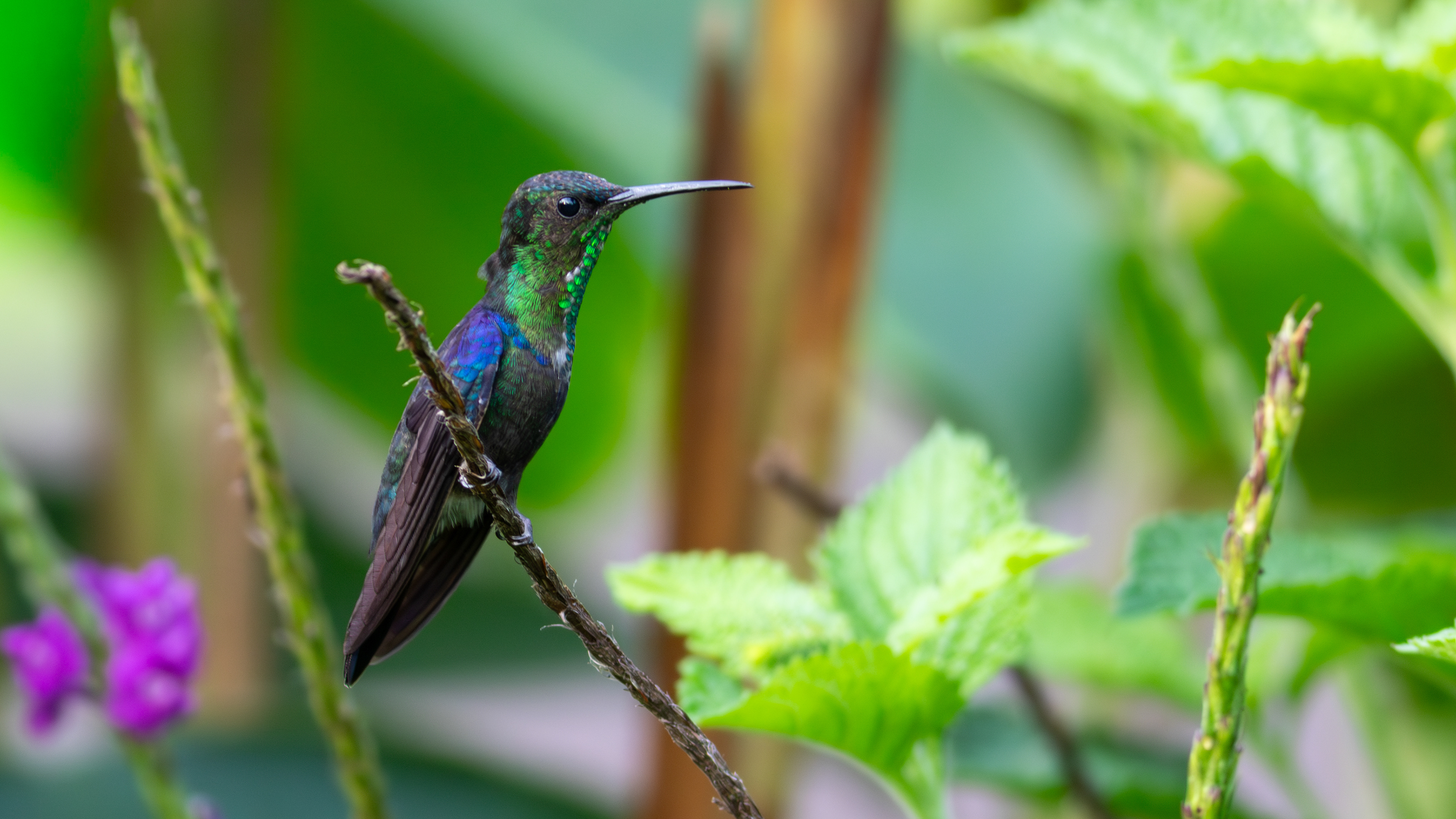 Crowned Woodnymph, male - Aranal Observatory