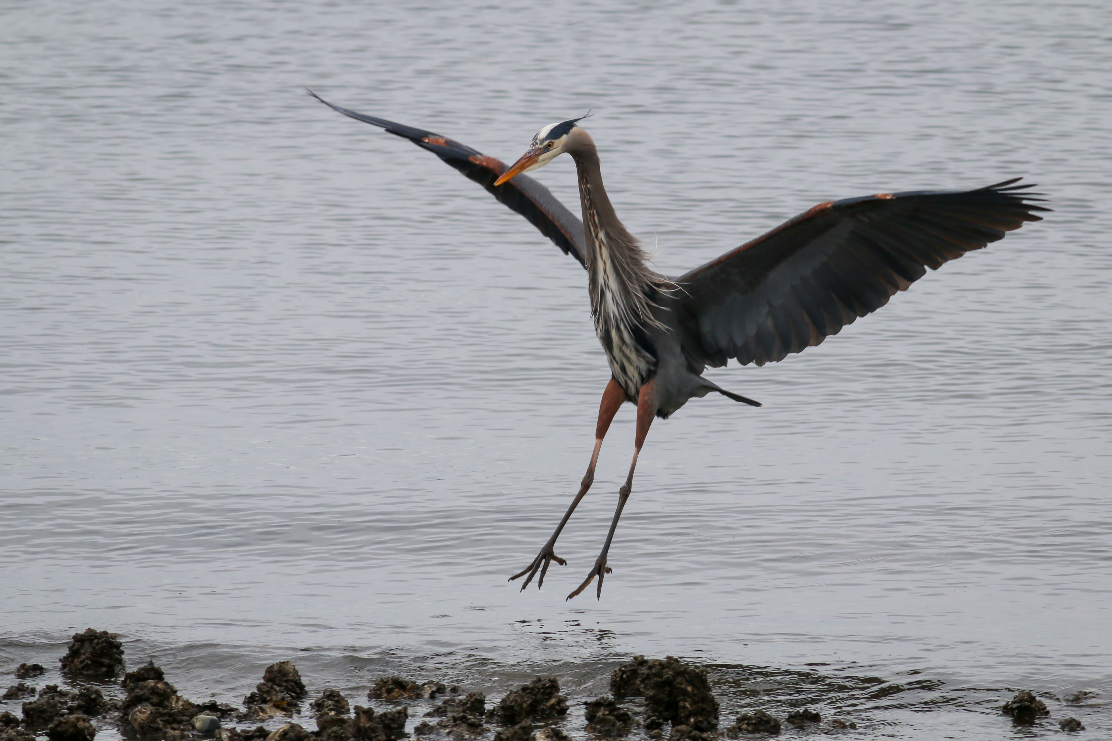 Great Blue Heron - BC