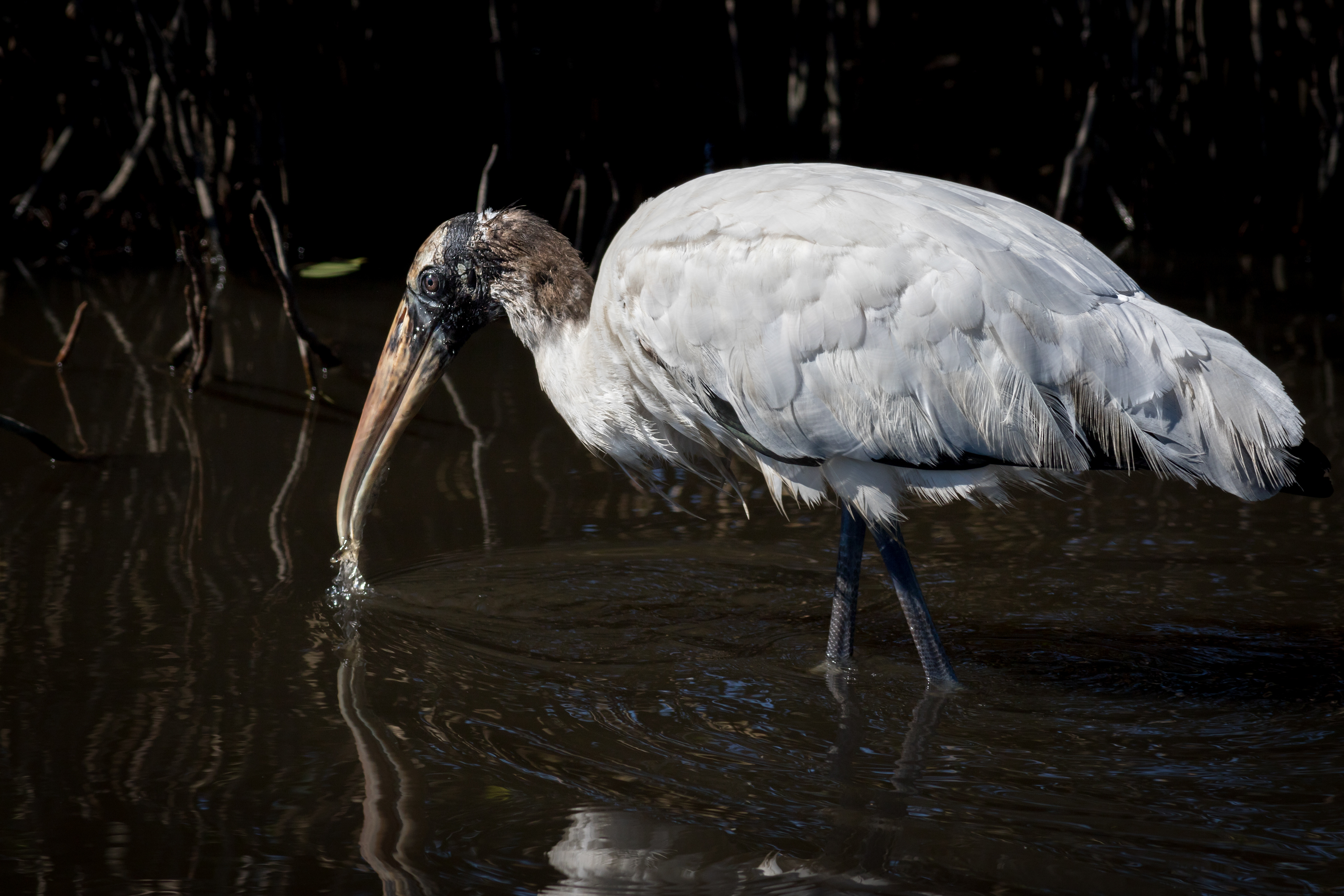 Wood Stork - Florida