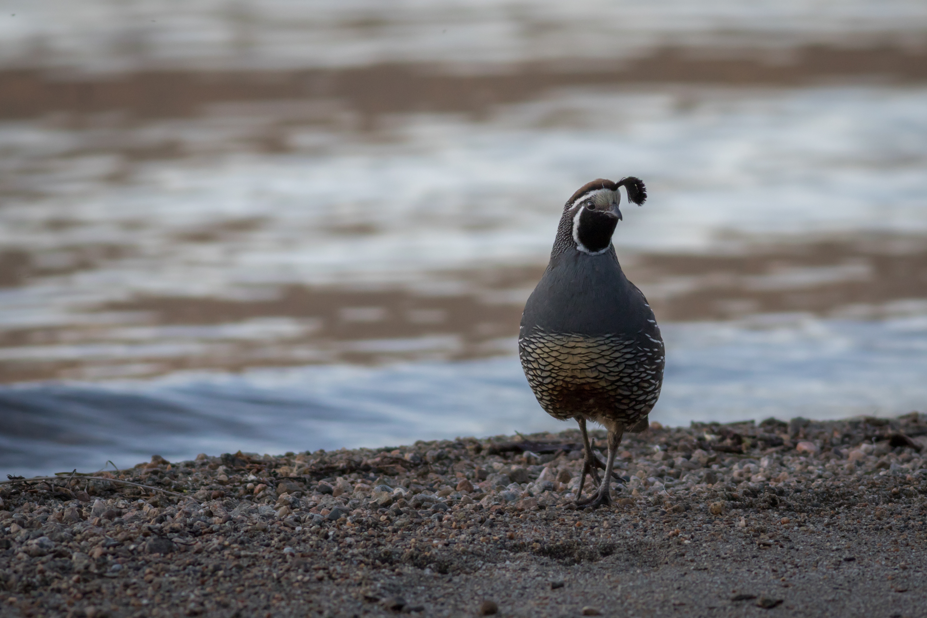 California Quail, male - BC