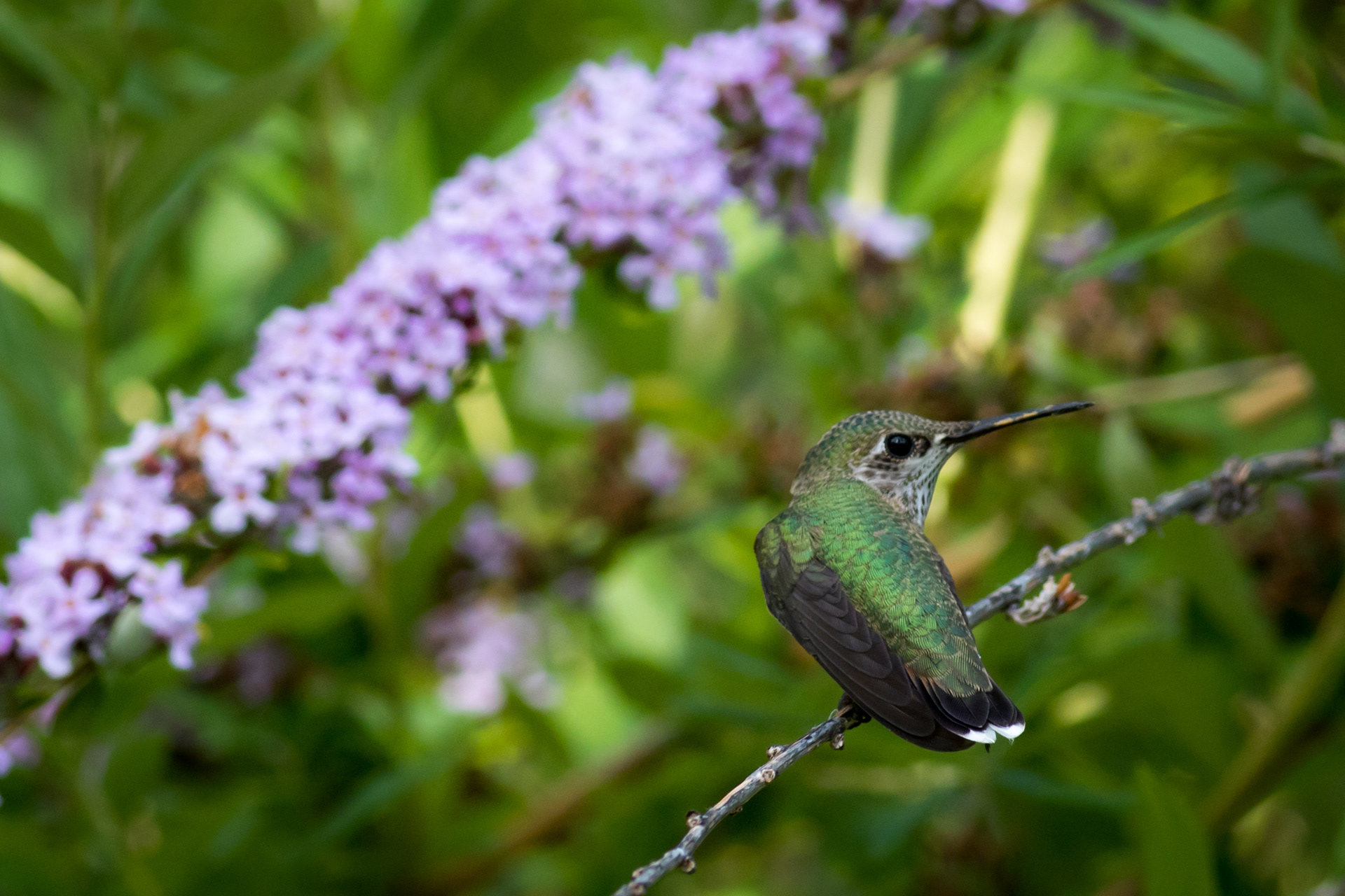 Calliope Hummingbird, female - BC