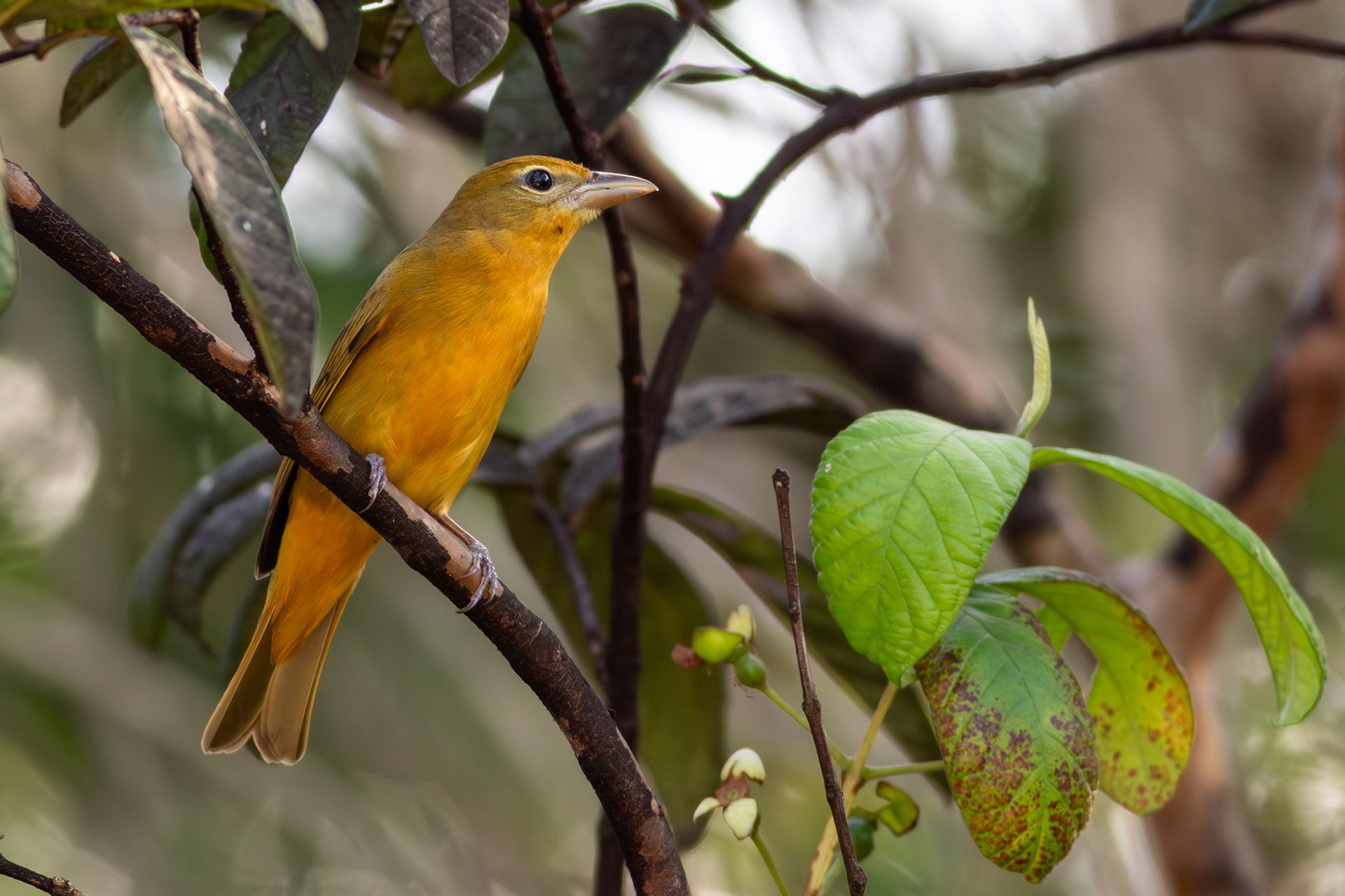 Summer Tanager, female