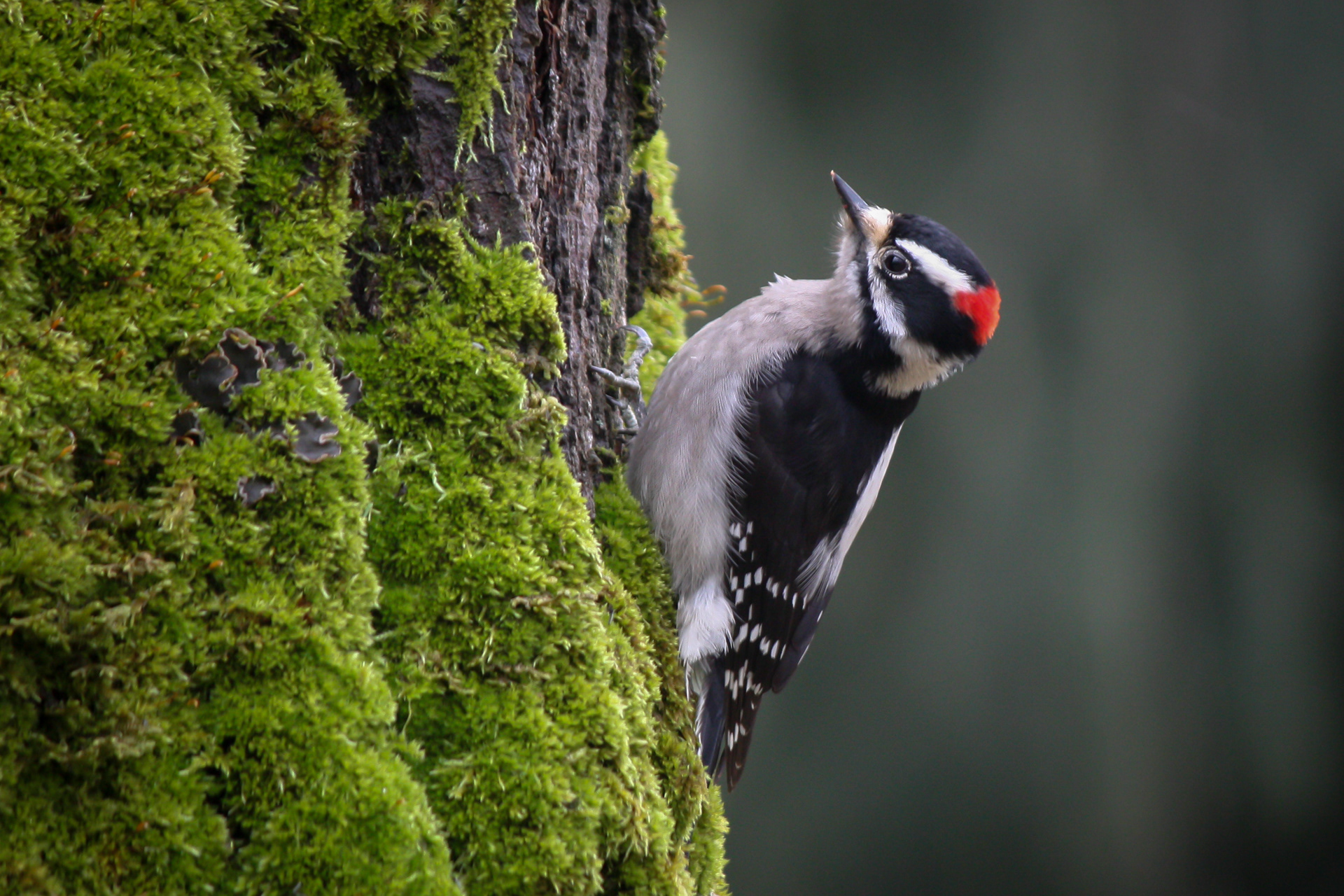 Downy Woodpecker - BC