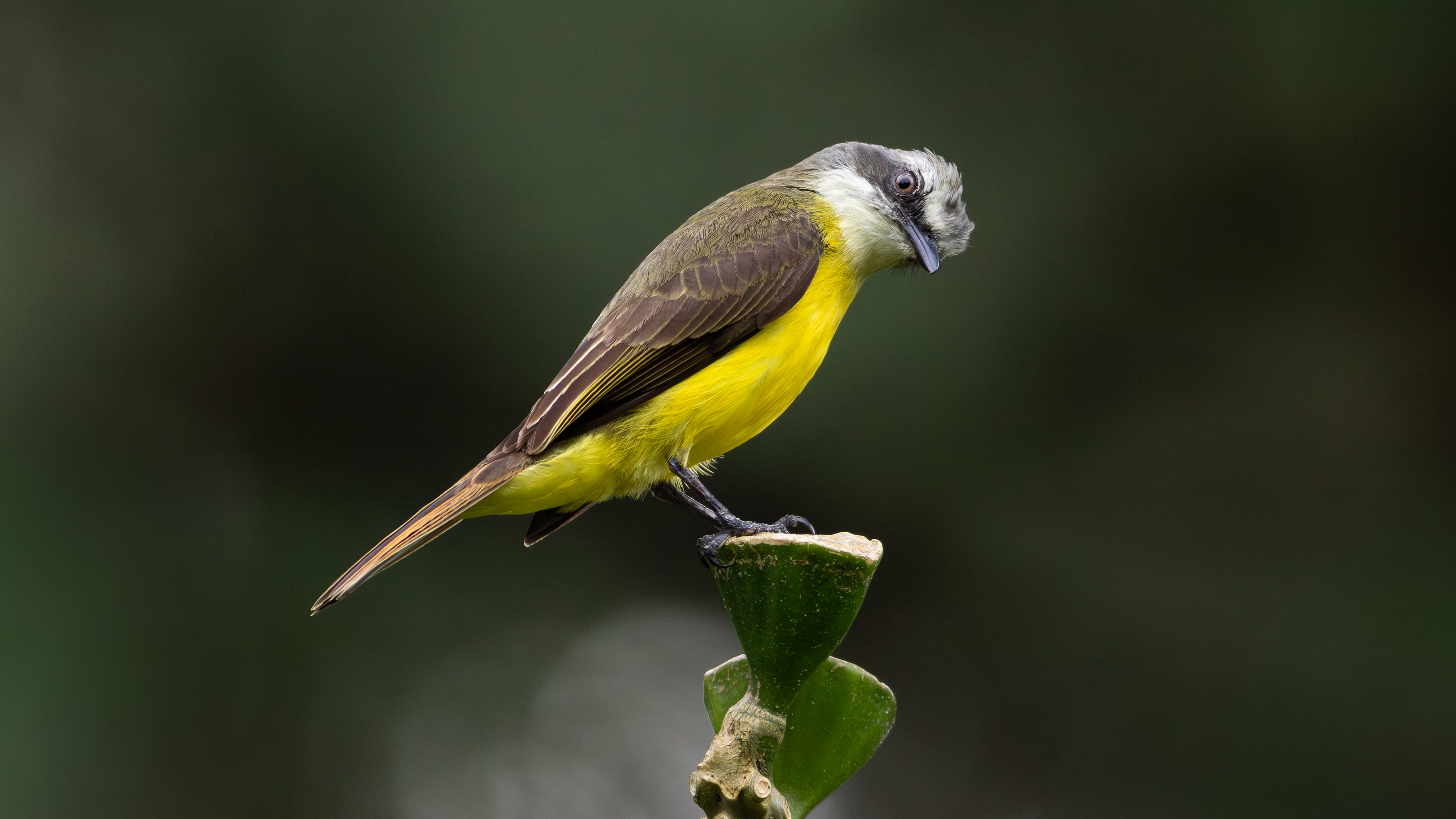 Grey-capped Flycatcher - Aranal Observatory