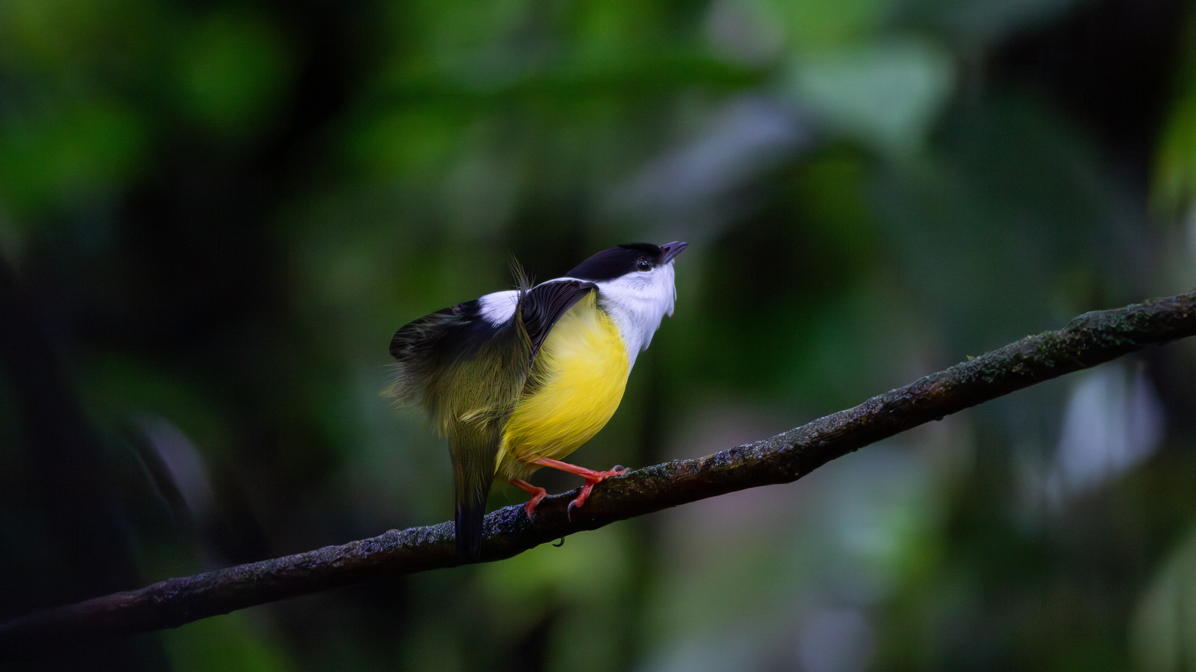 White-collared Manakin, male - Aranal Observatory