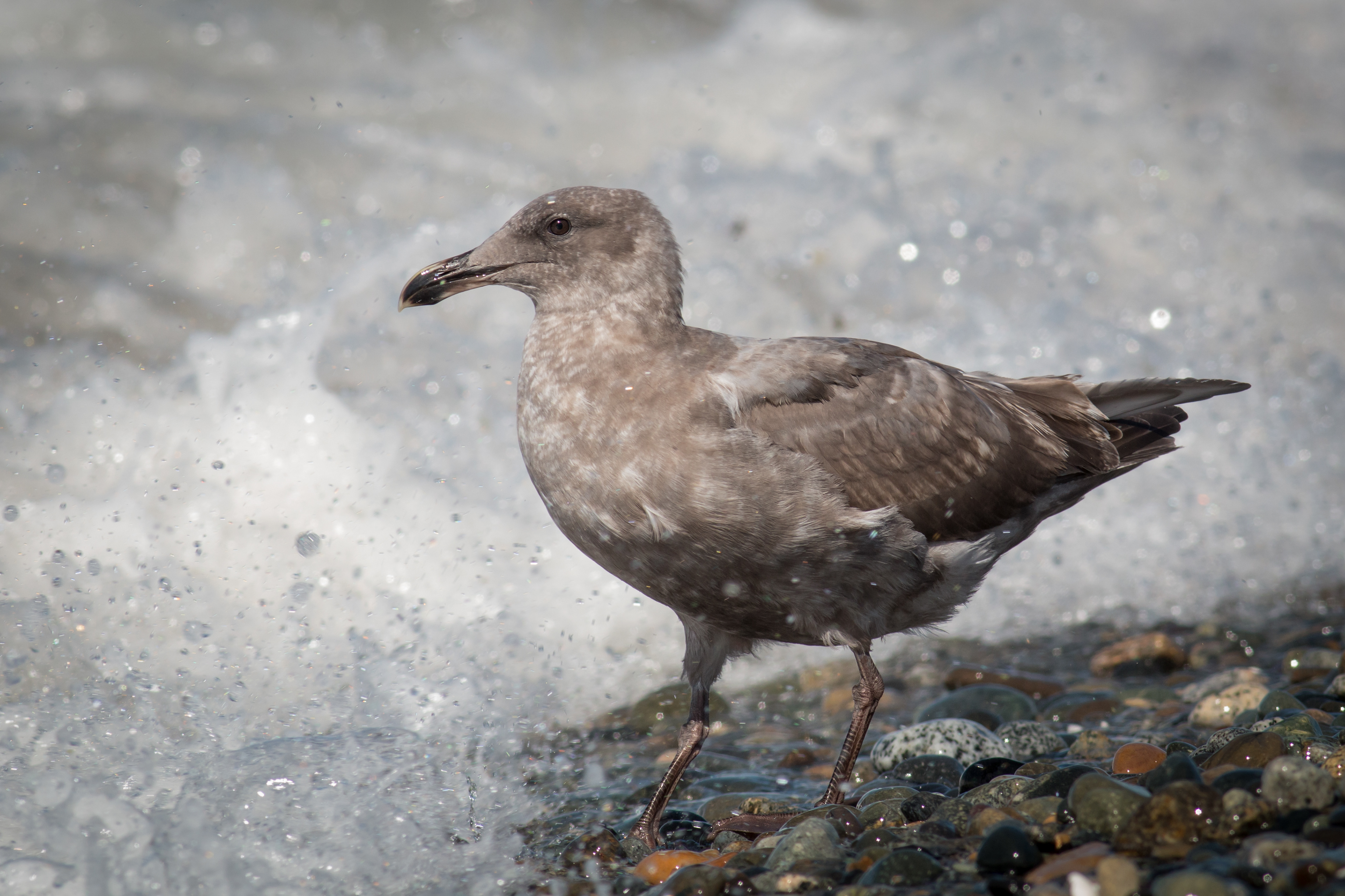 Glaucous-winged Gull - Washington