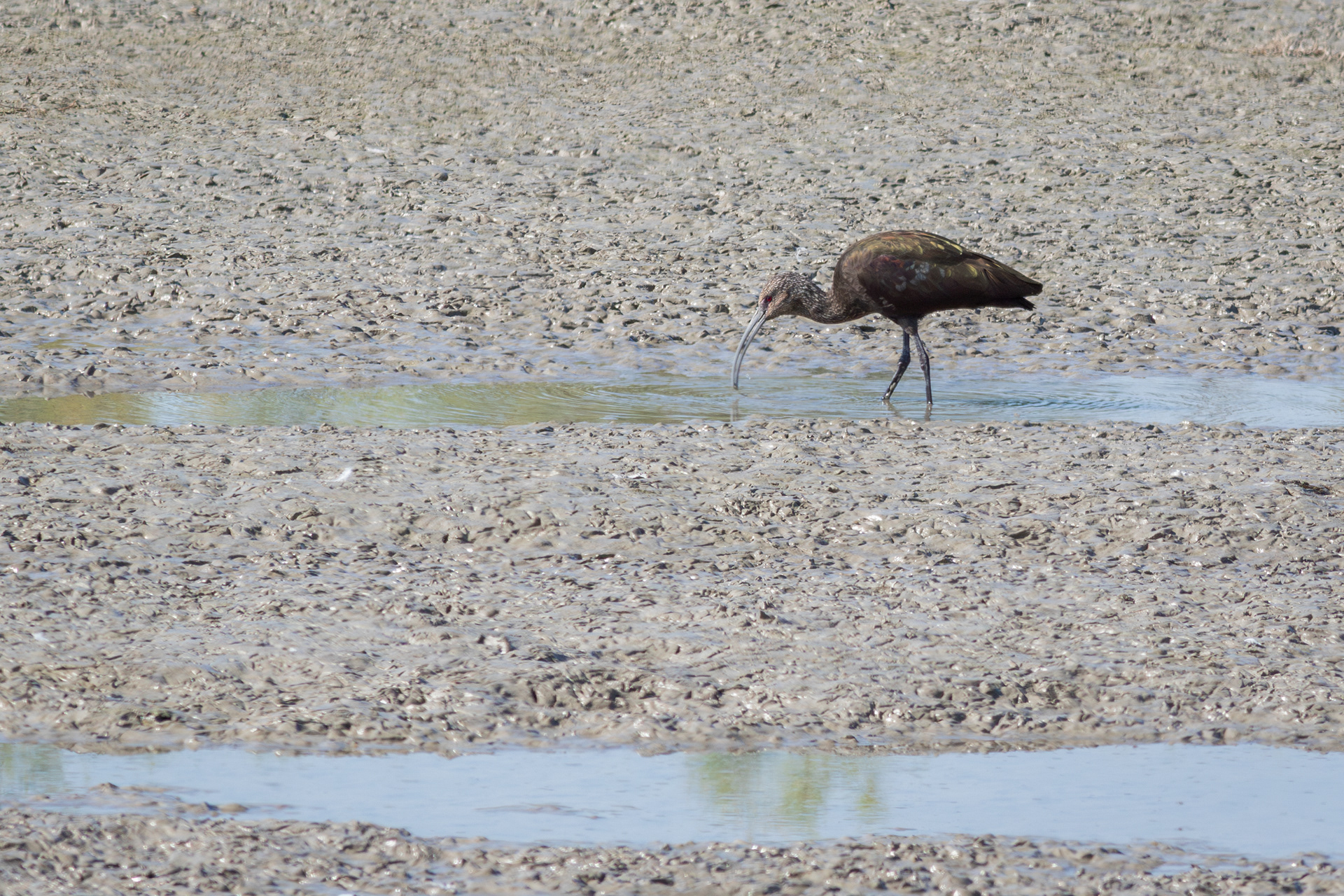 Glossy Ibis - Utah