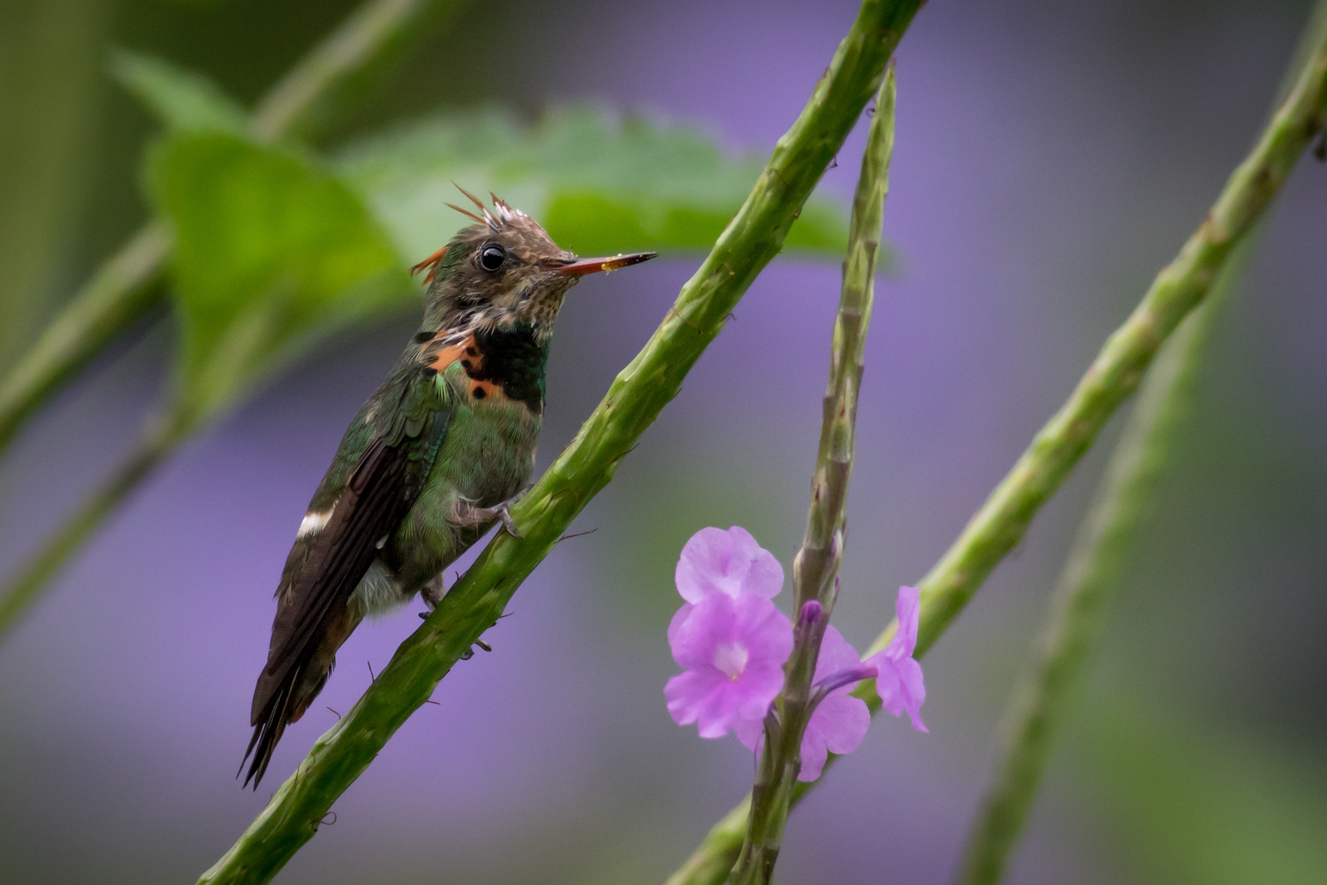Tufted Coquette - juvenile male