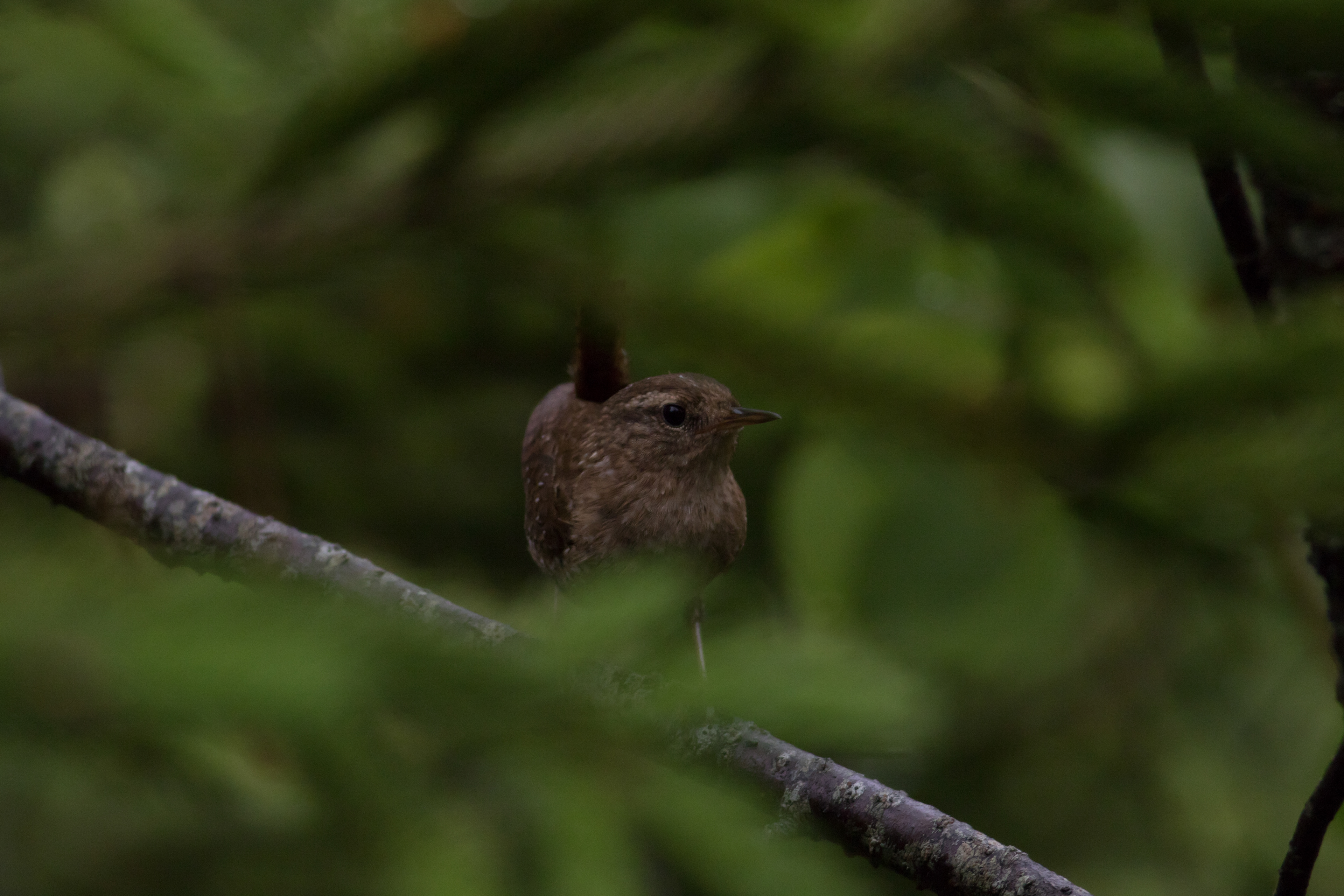 Winter Wren - Prince Edward Island